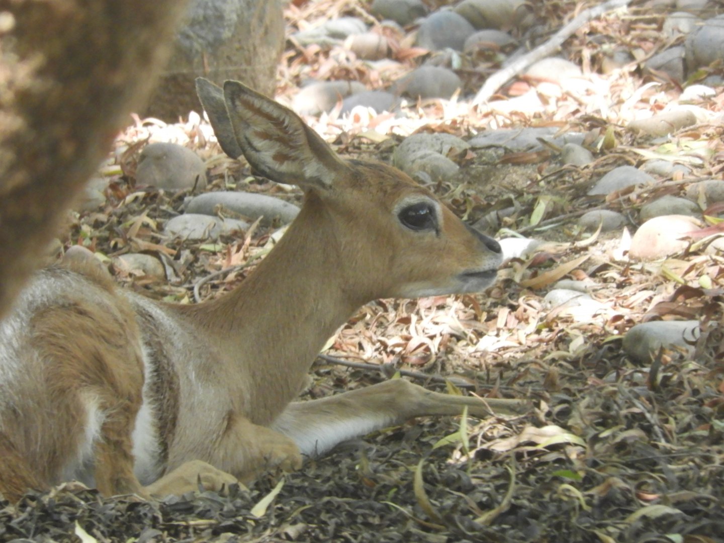 Steenbok