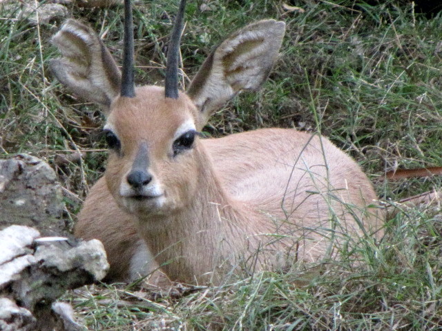 Steenbok