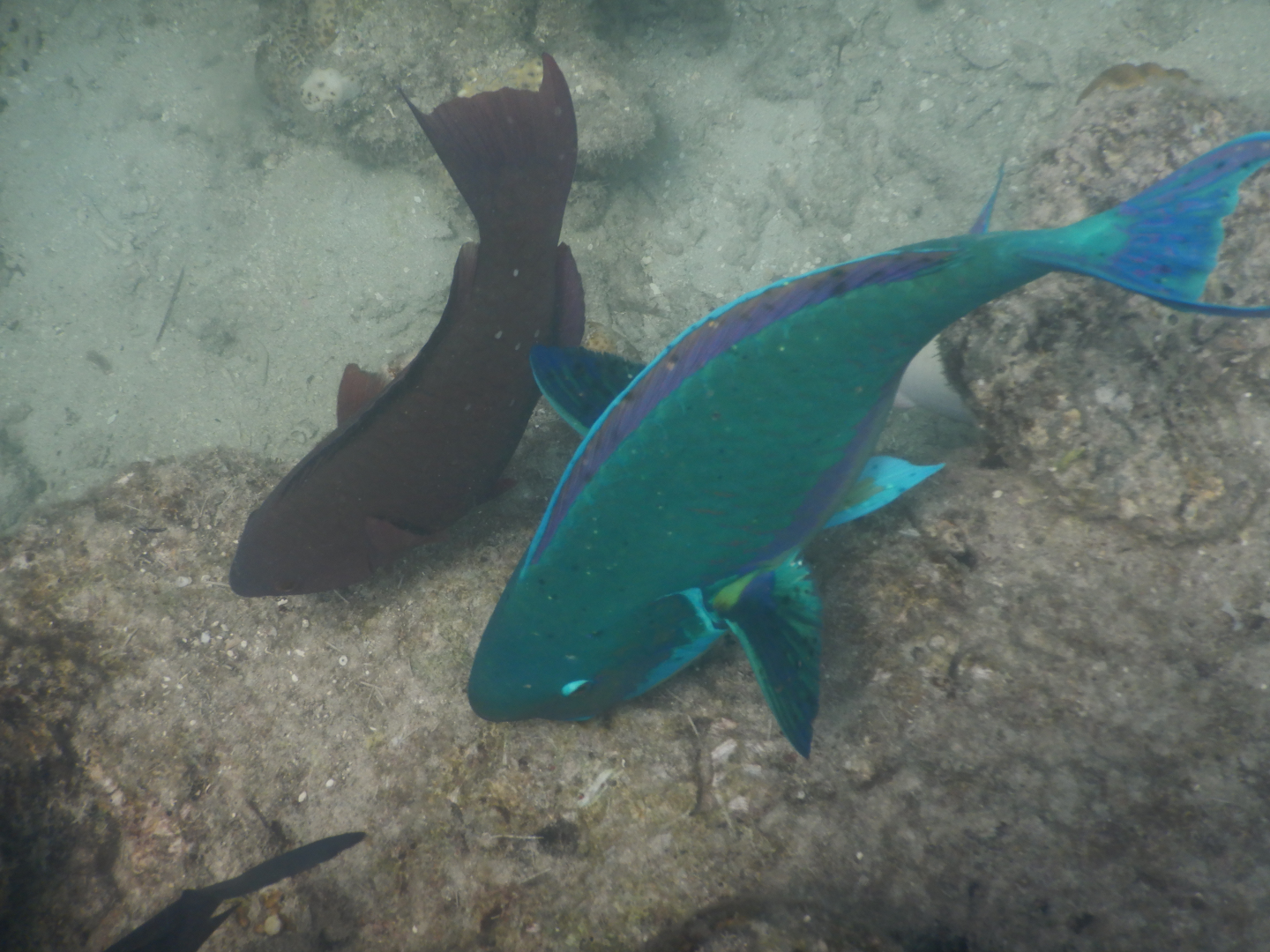 Steephead Parrotfish (Chlorurus microrhinos) and Minifin Parrotfish (Scarus altipinnis) - Green Island
