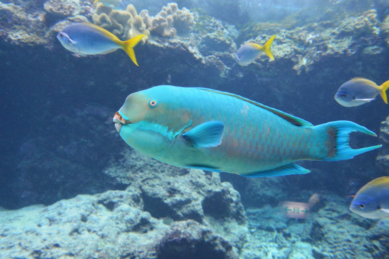 Steephead parrotfish (Chlorurus microrhinos)