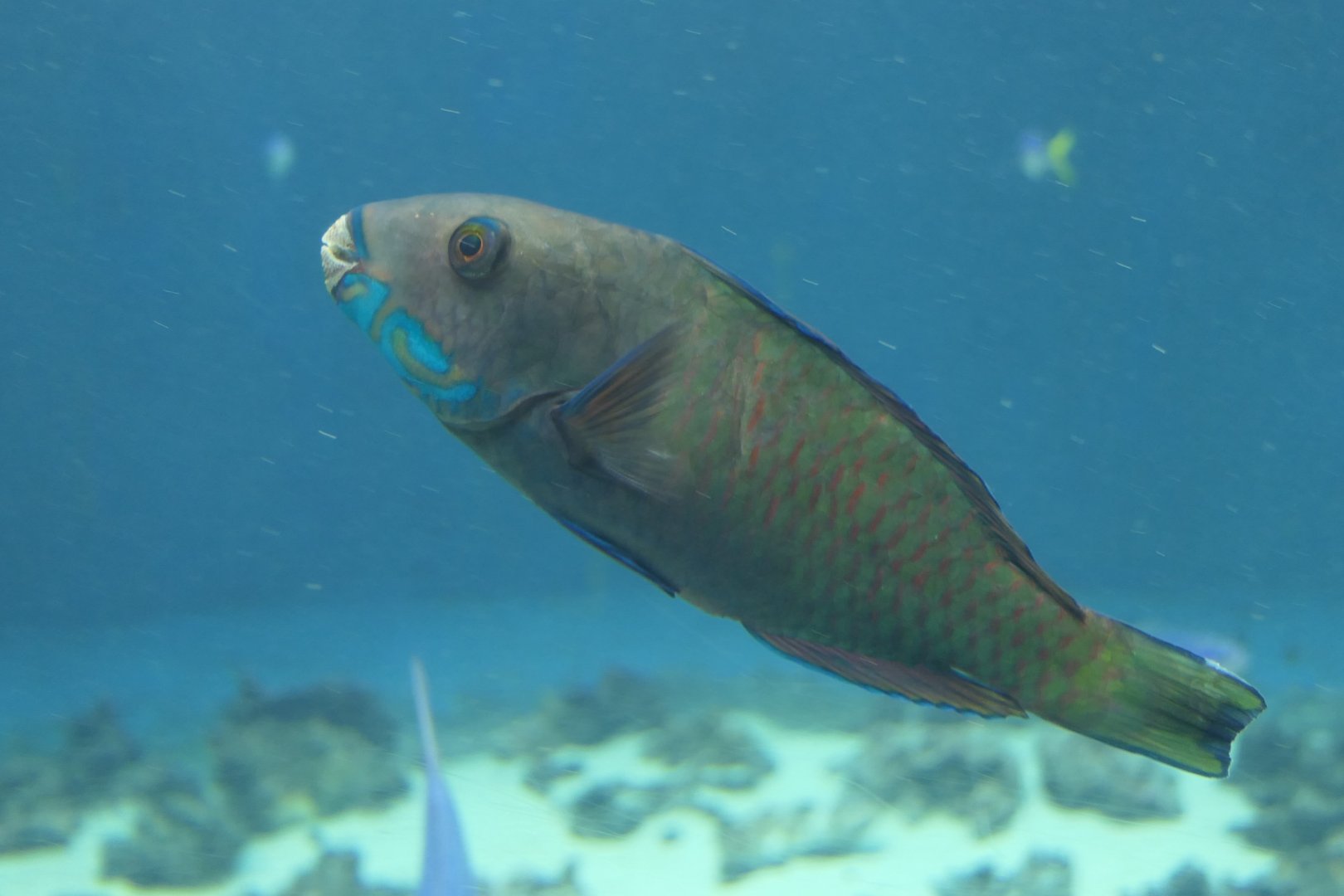 Steephead Parrotfish (Chlorurus microrhinos)