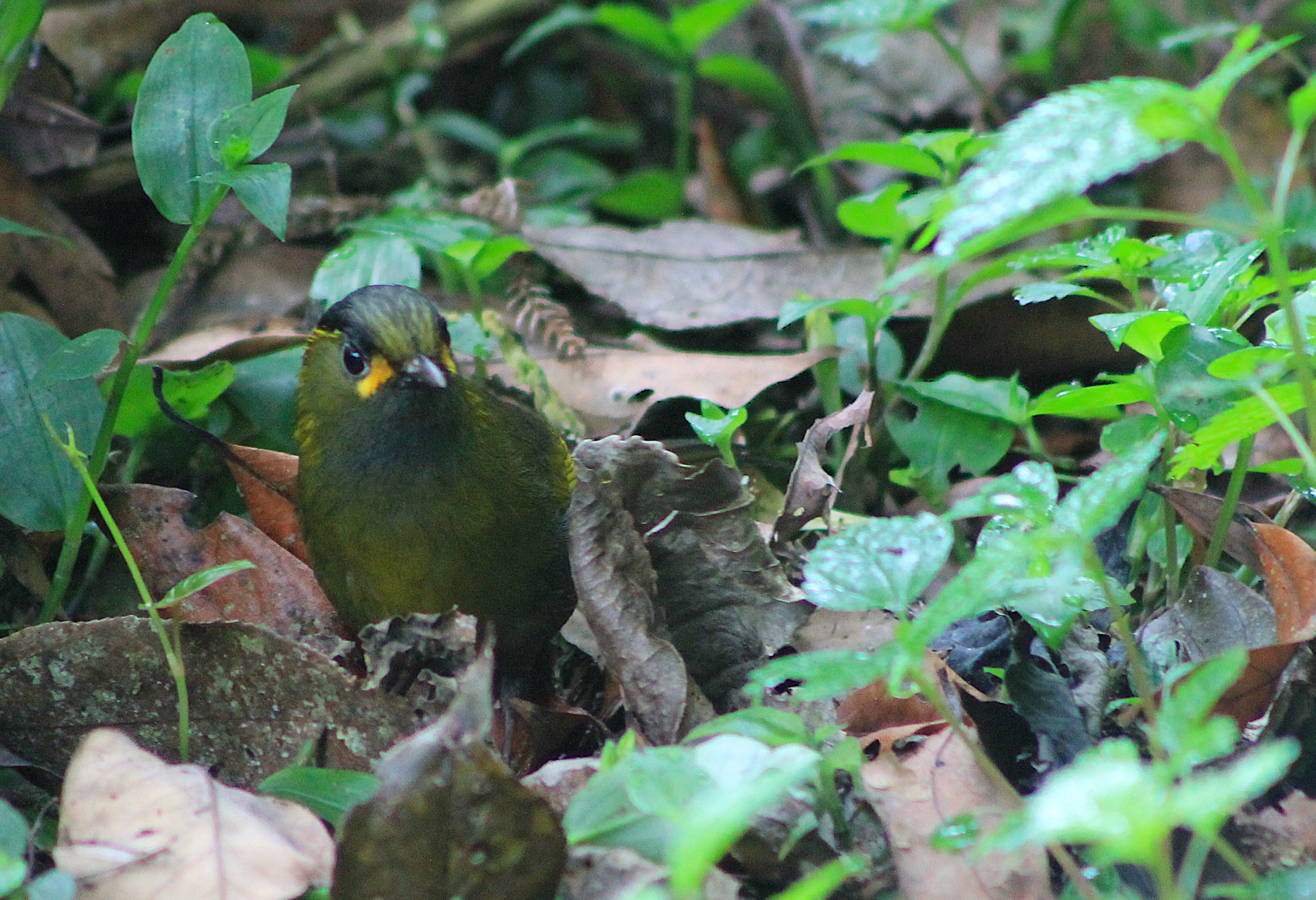 Steere's Liocichla (Liocichla steerei)