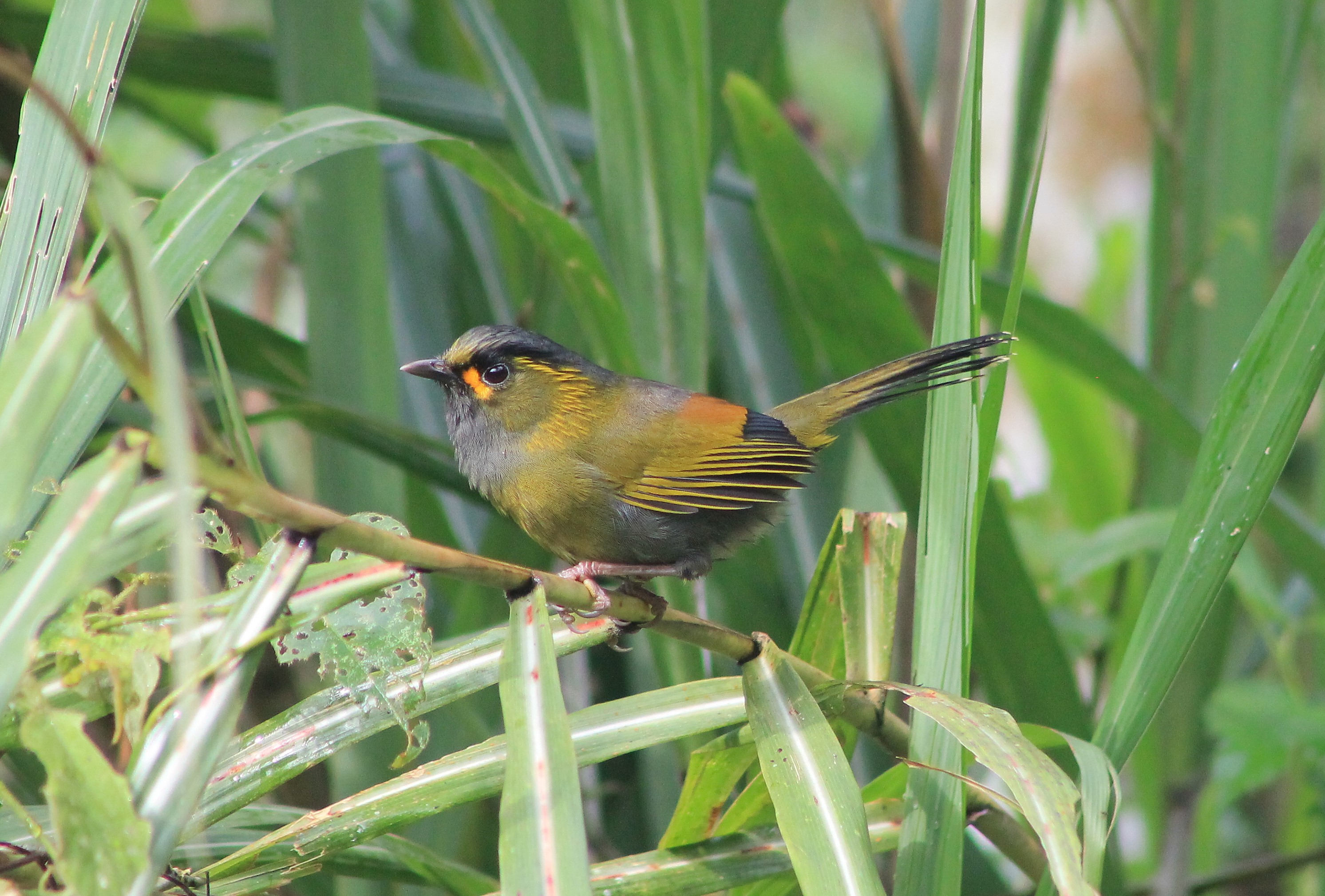 Steere's Liocichla (Liocichla steerei)