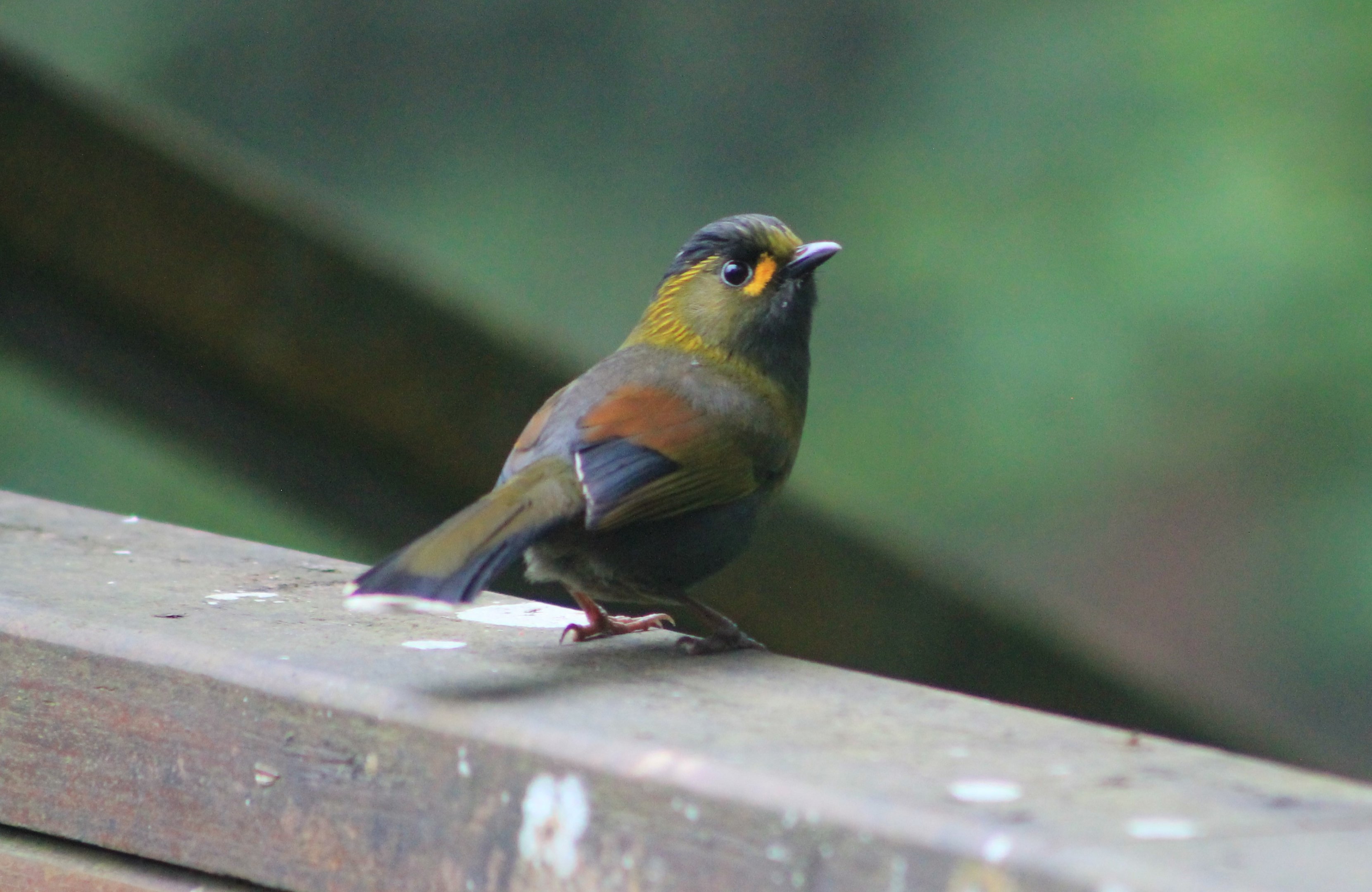 Steere's Liocichla (Liocichla steerei)