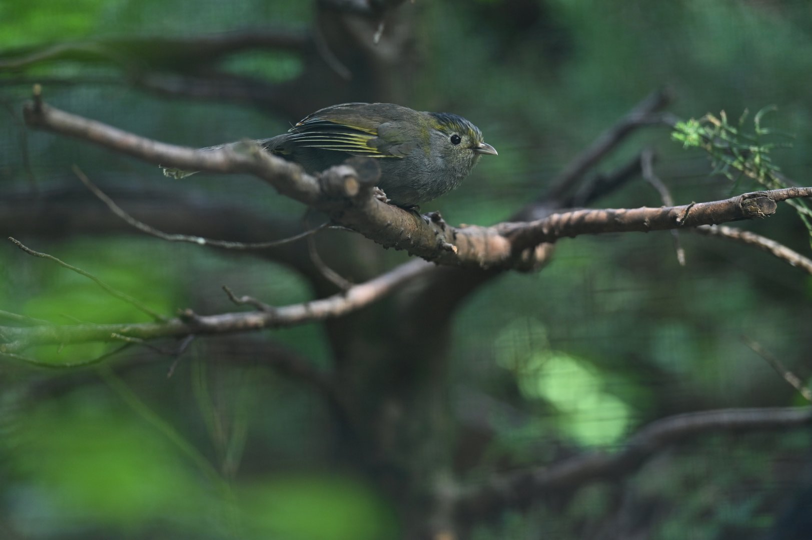 Steere's Liocichla Liocichla steerii