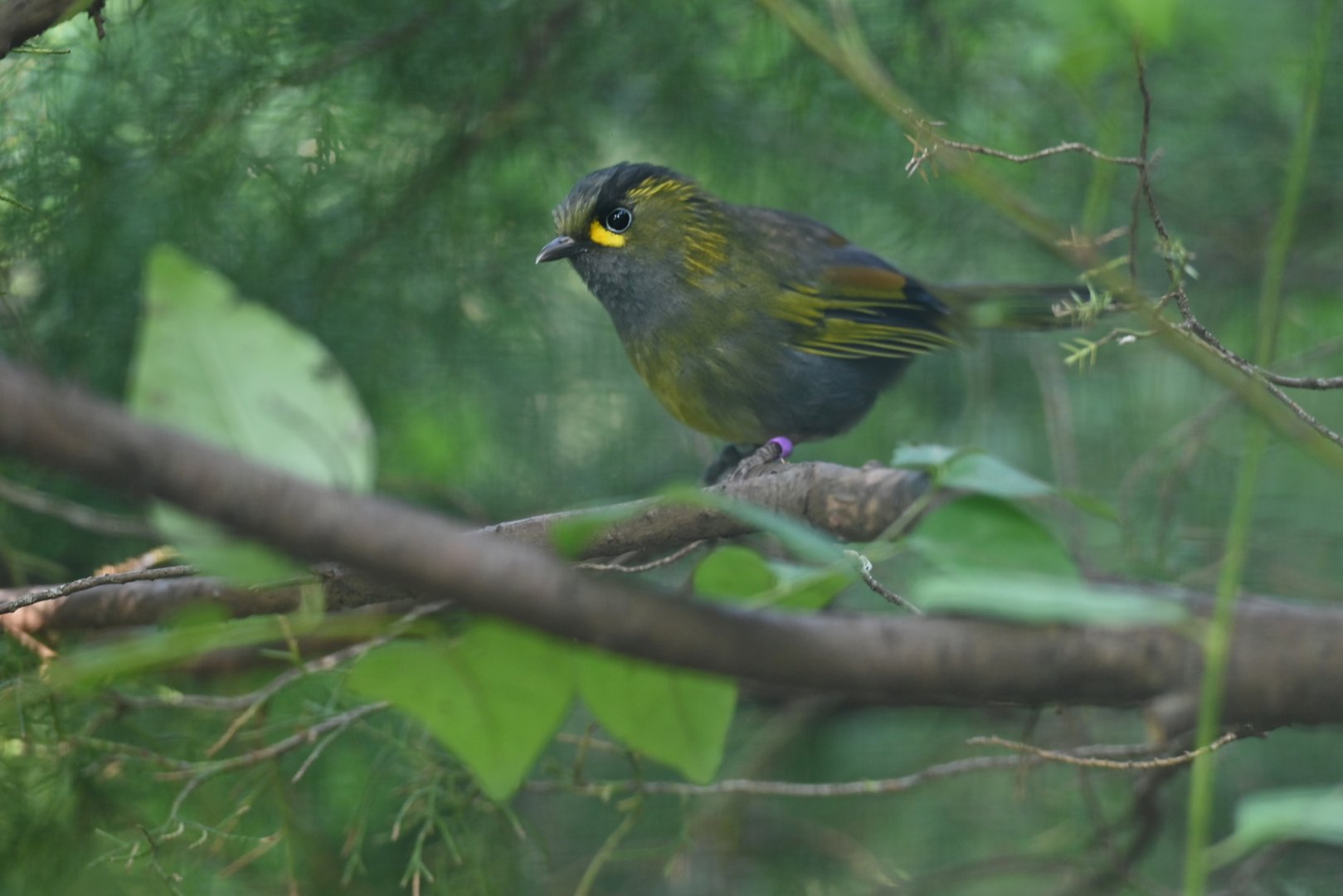 Steere's Liocichla Liocichla steerii