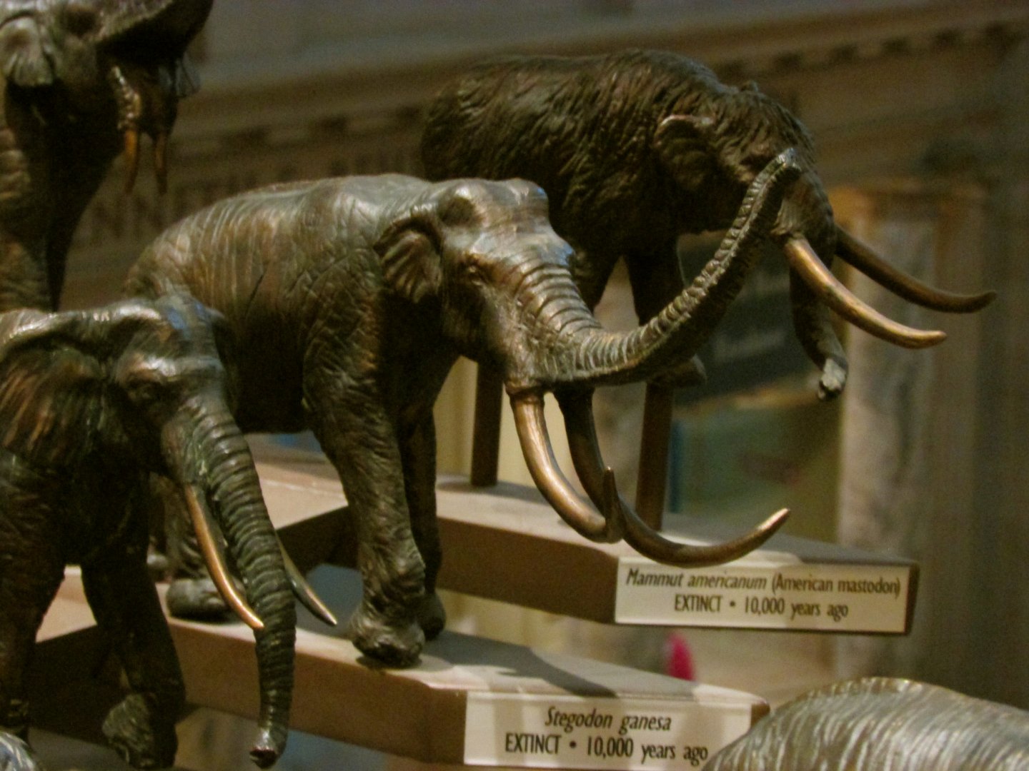 Stegodon Bronze Sculpture