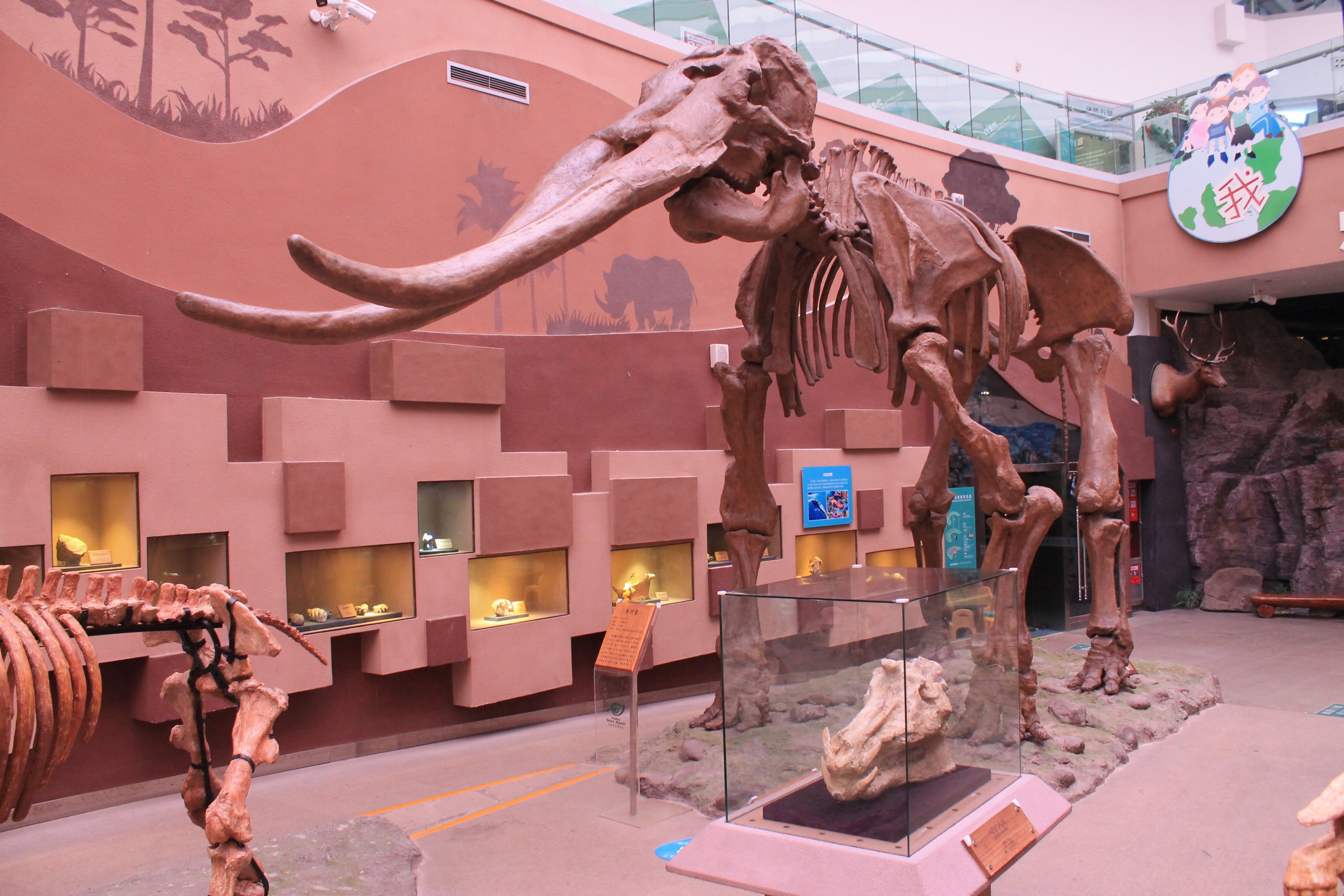 Stegodon - Shaanxi Nature Museum