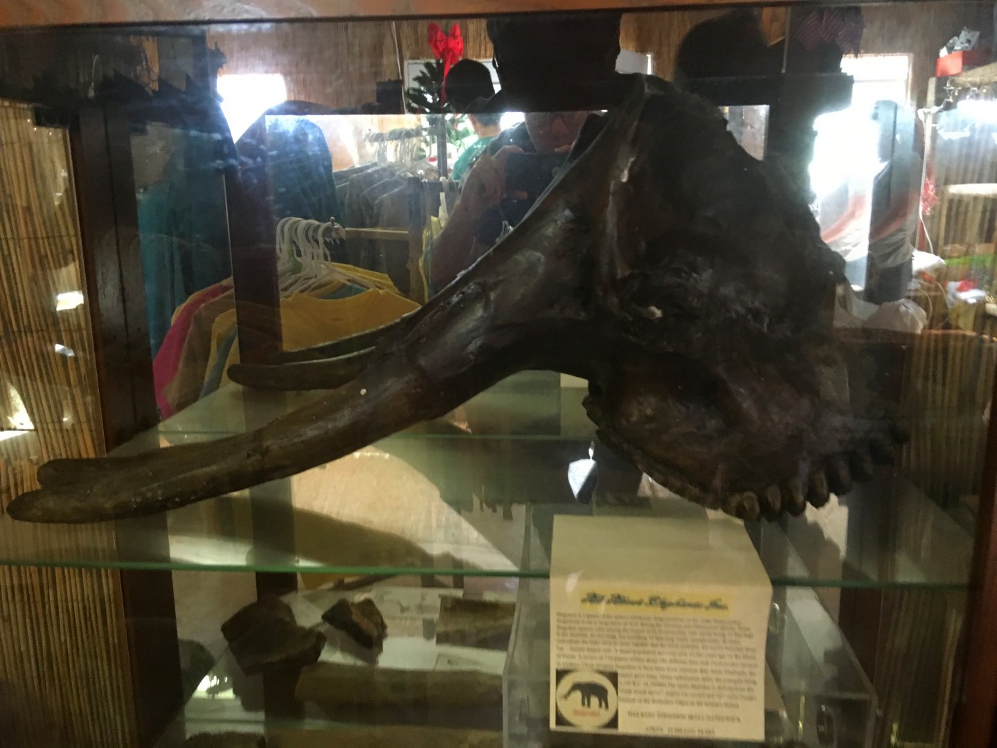 Stegodon Skull Cast