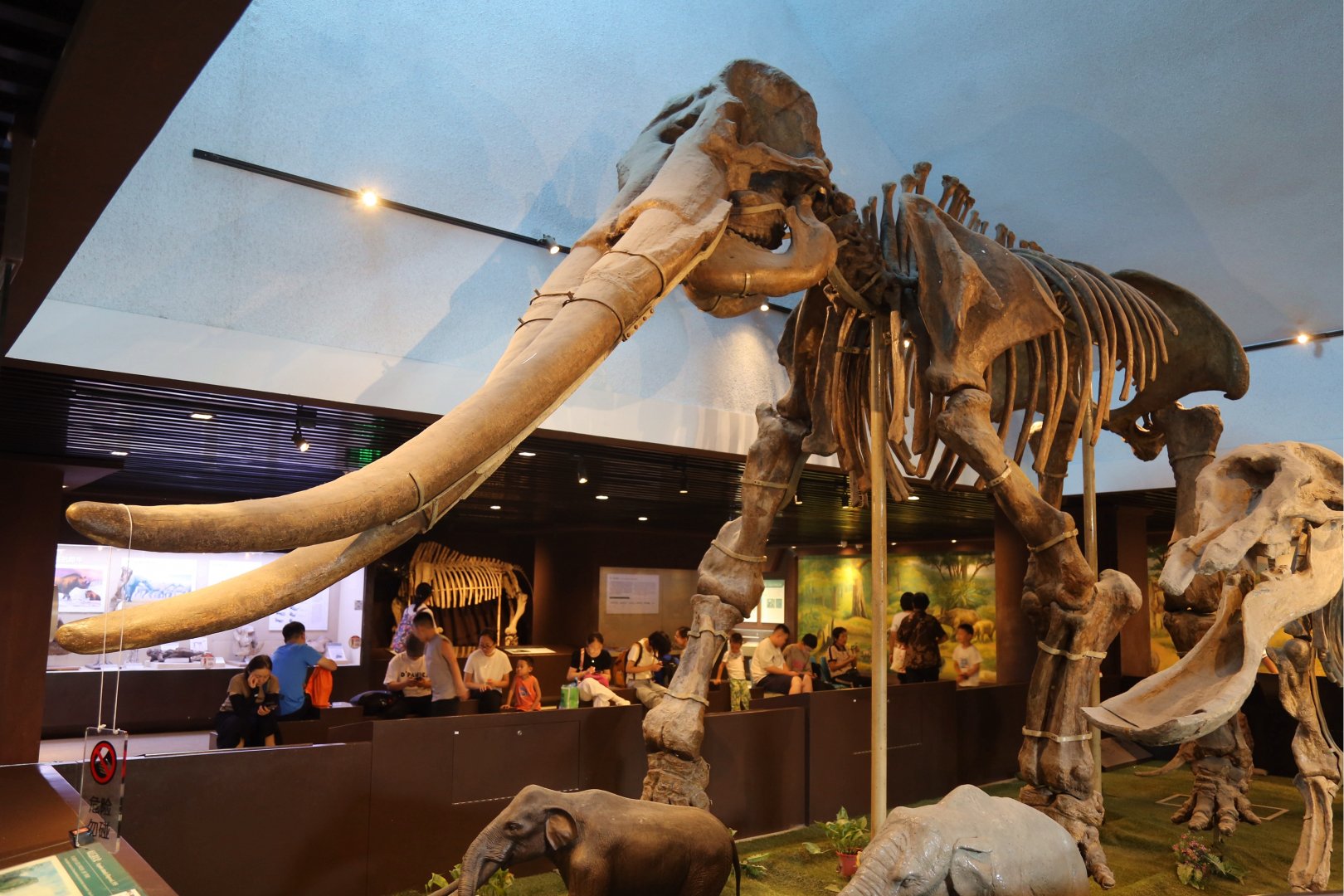 Stegodon zdanskyi (IVPP V4710-4750)