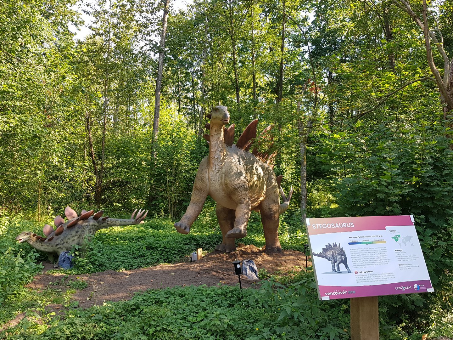 Stegosaurus Display