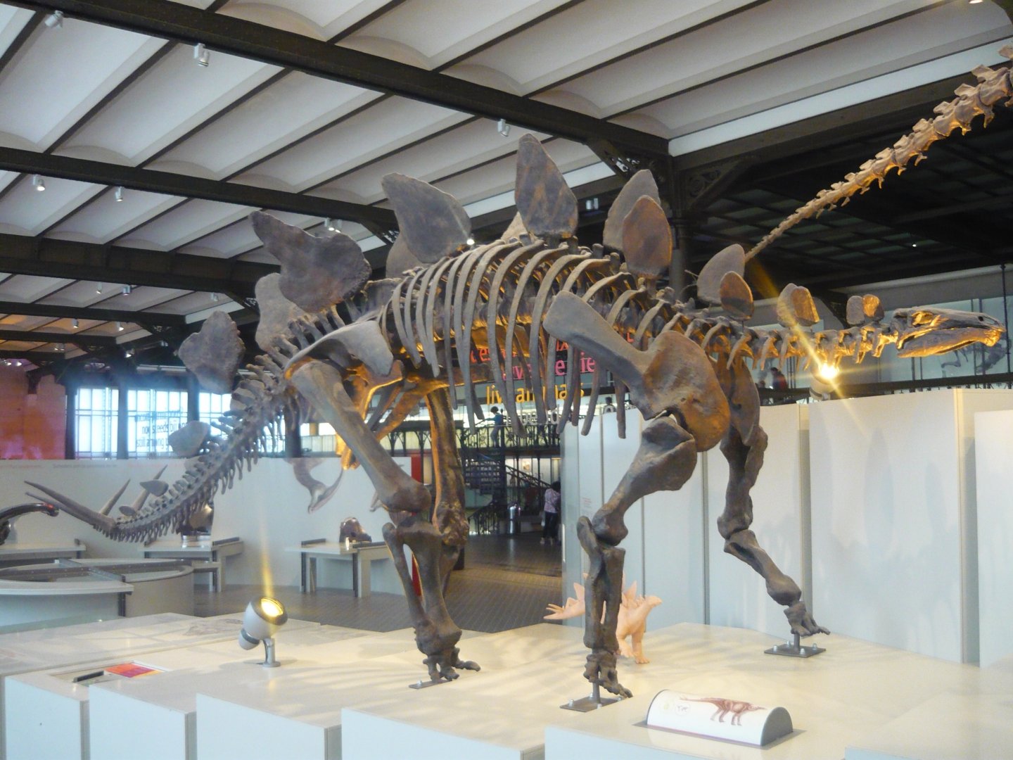 Stegosaurus skeleton (model)
