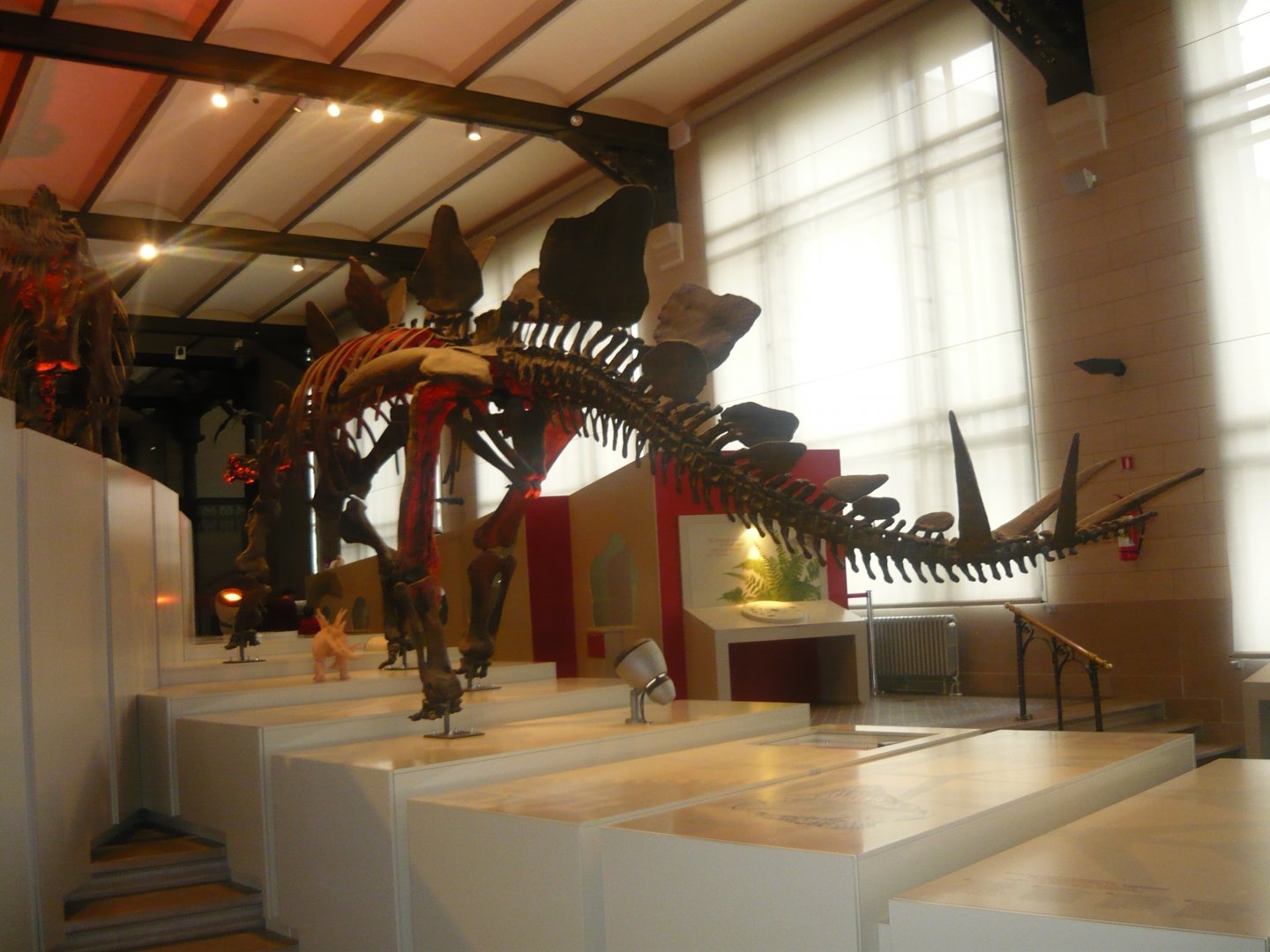 Stegosaurus skeleton model