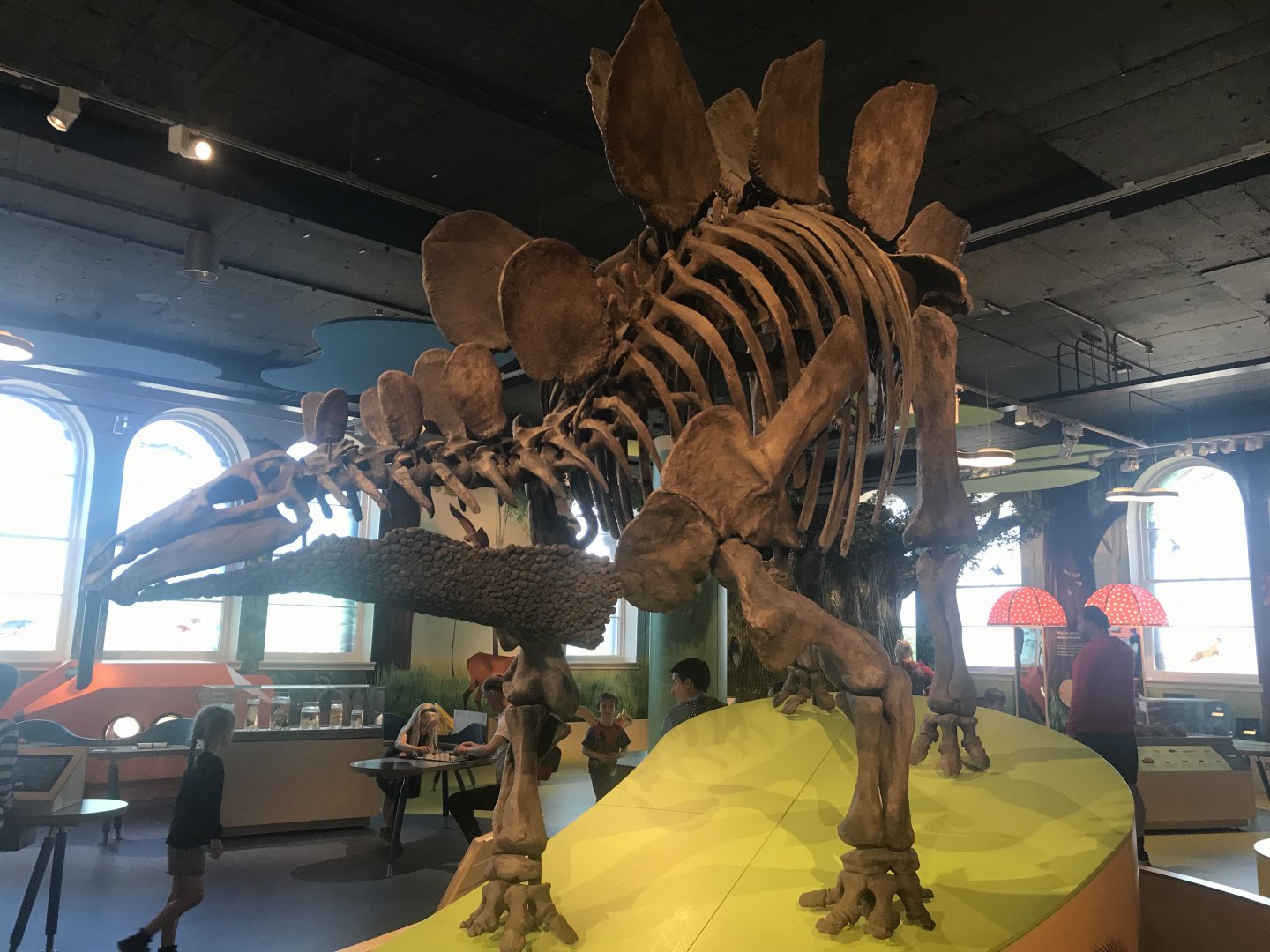Stegosaurus skeleton