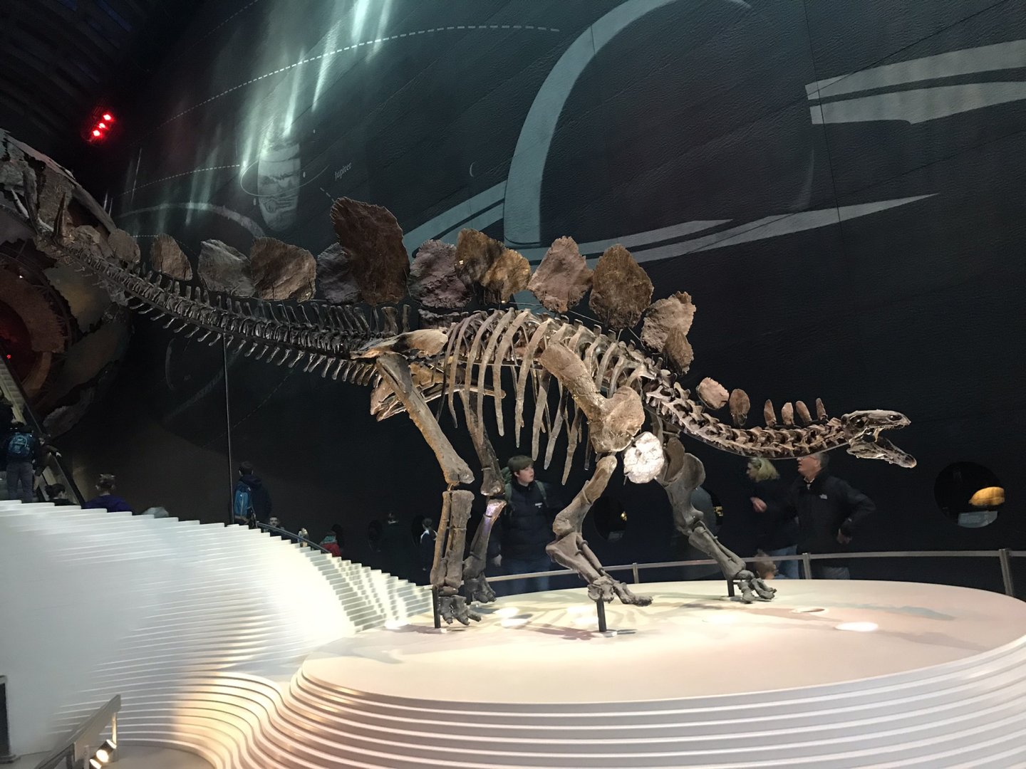 Stegosaurus “Sophie”