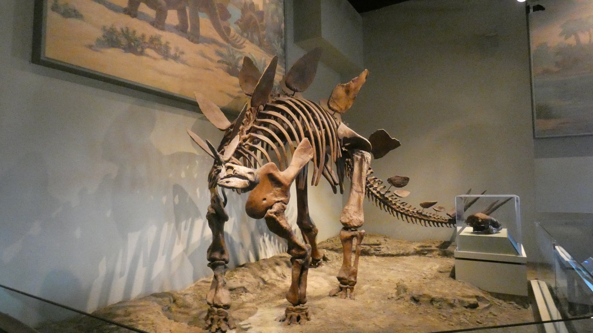 Stegosaurus, The Hall of Dinosaurs, Evolving Planet - Feb. 2022