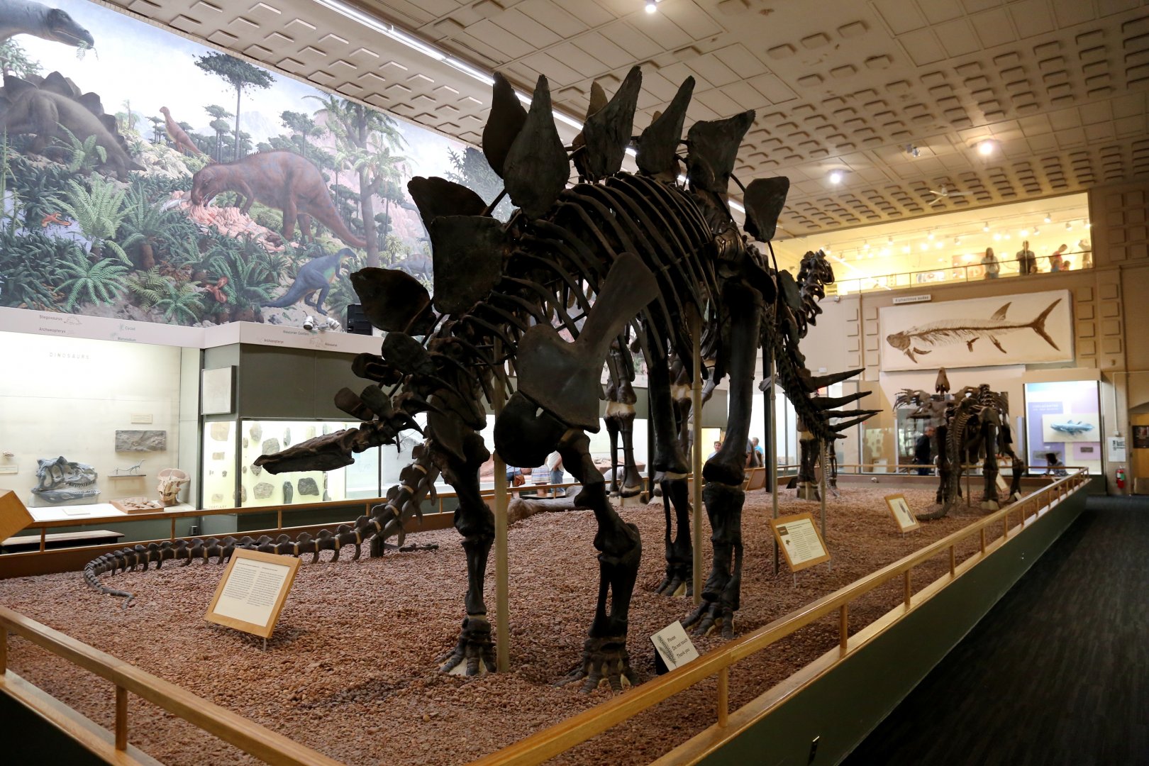 Stegosaurus ungulatus, Holotype (YPM 1853)