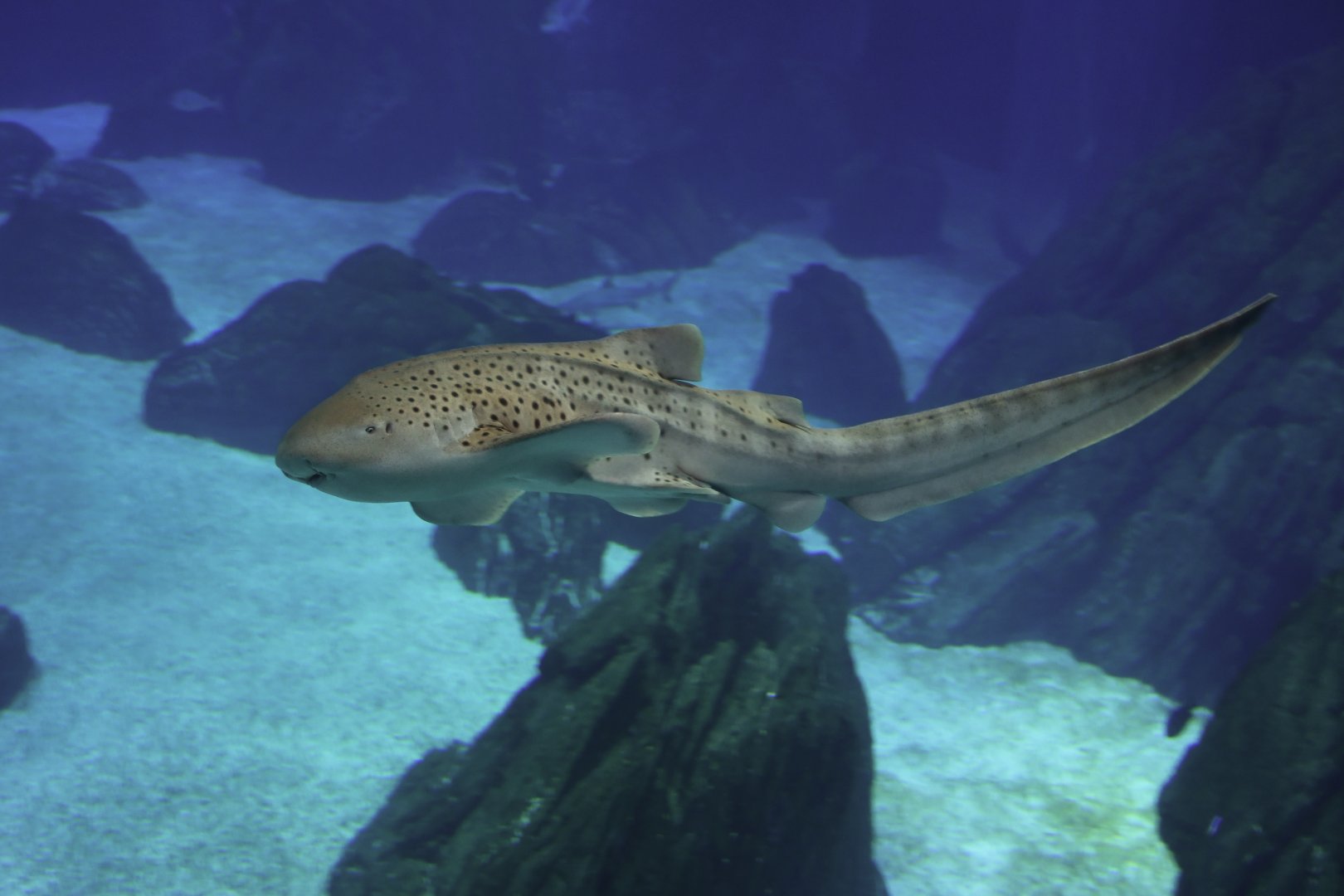 Stegostoma fasciatum