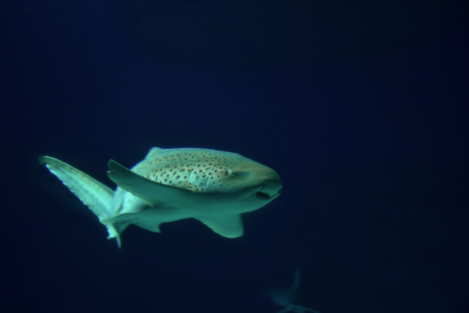 Stegostoma fasciatum