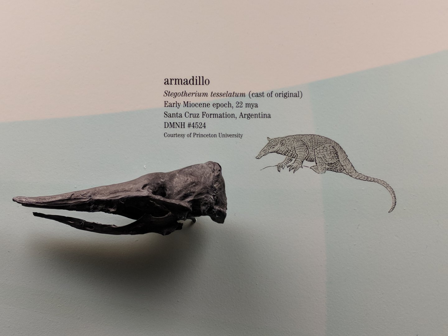 Stegotherium tesselatum