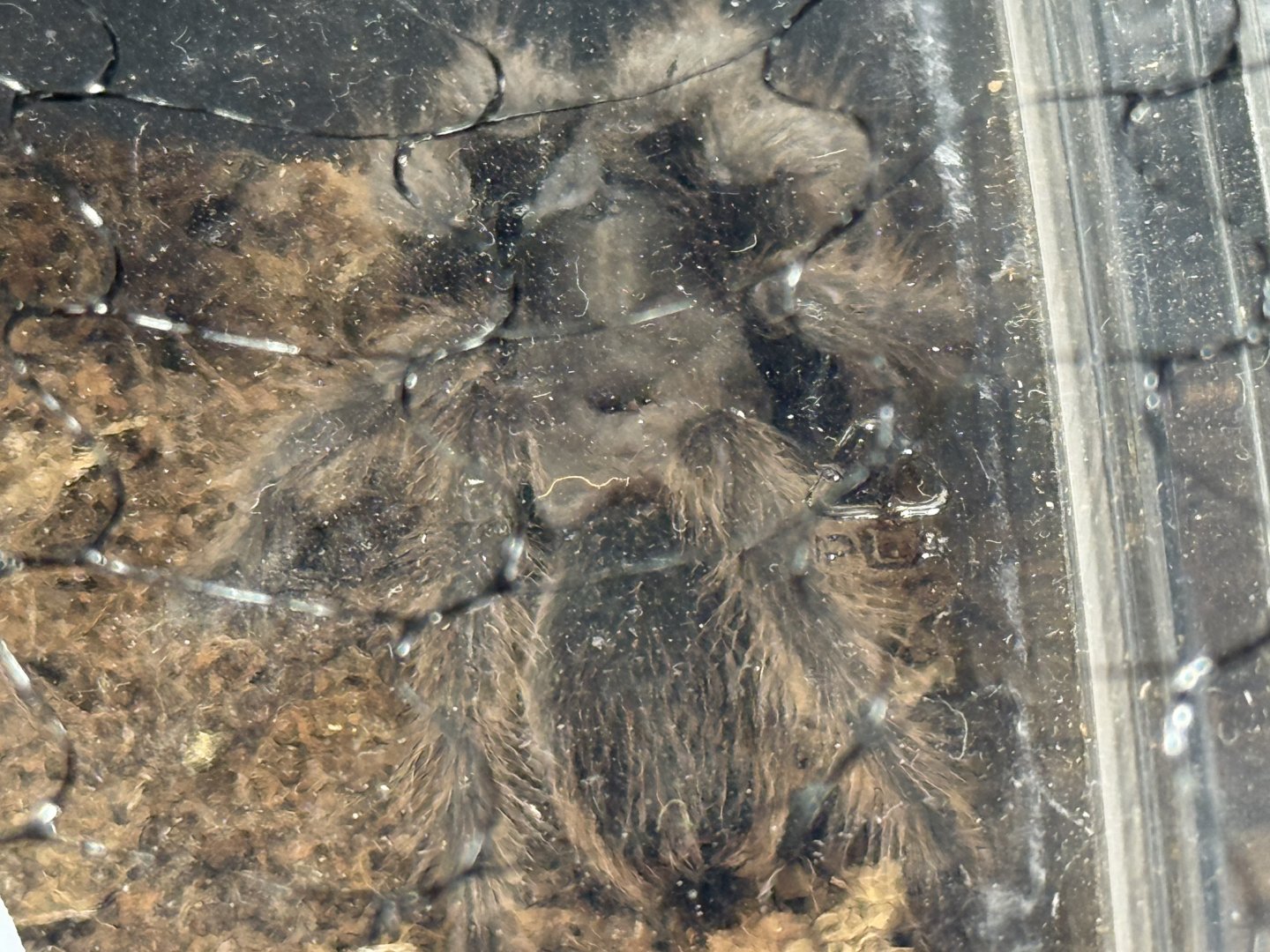 Steidachner’s ebony tarantula