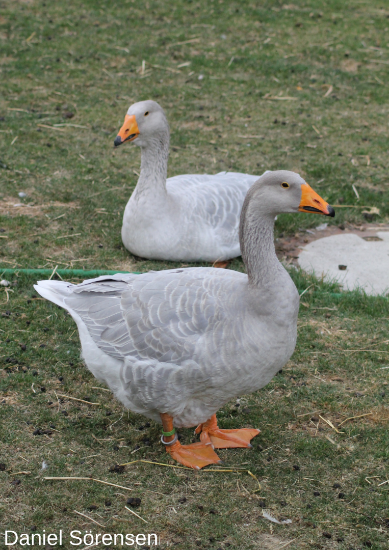 Steinbacher geese