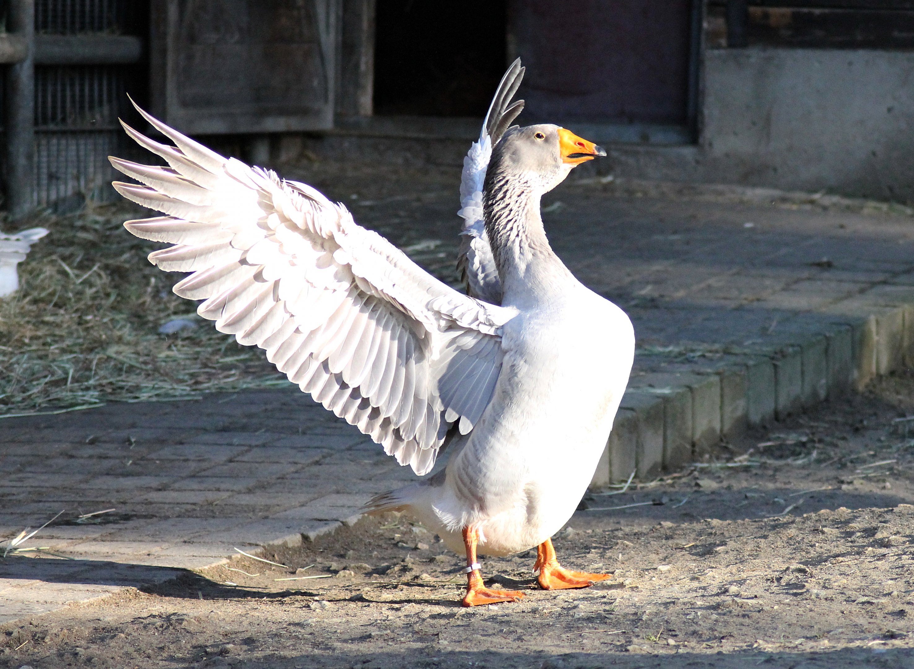 Steinbacher goose - South American area