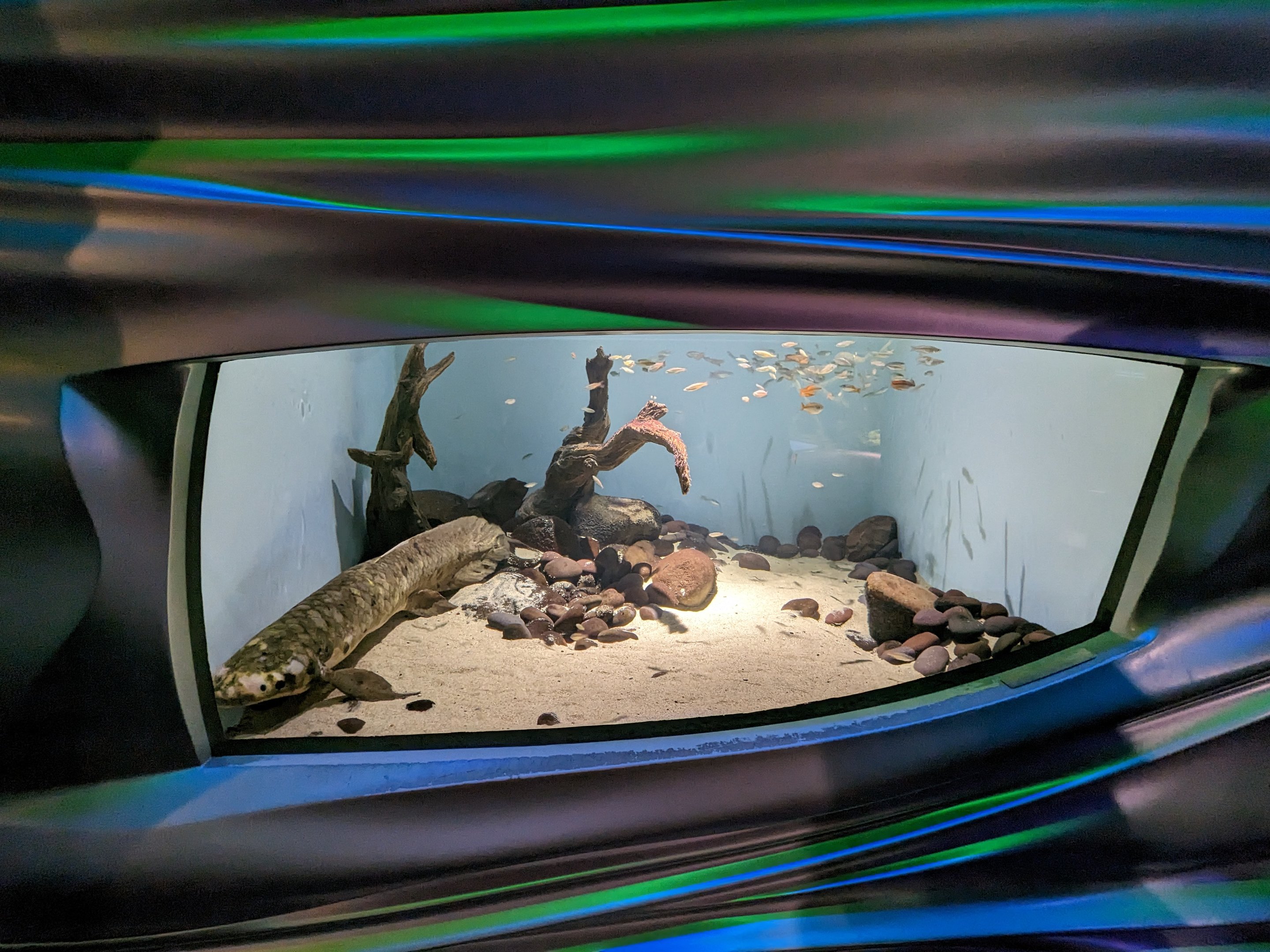 Steinhart Aquarium - Australian Lung fish