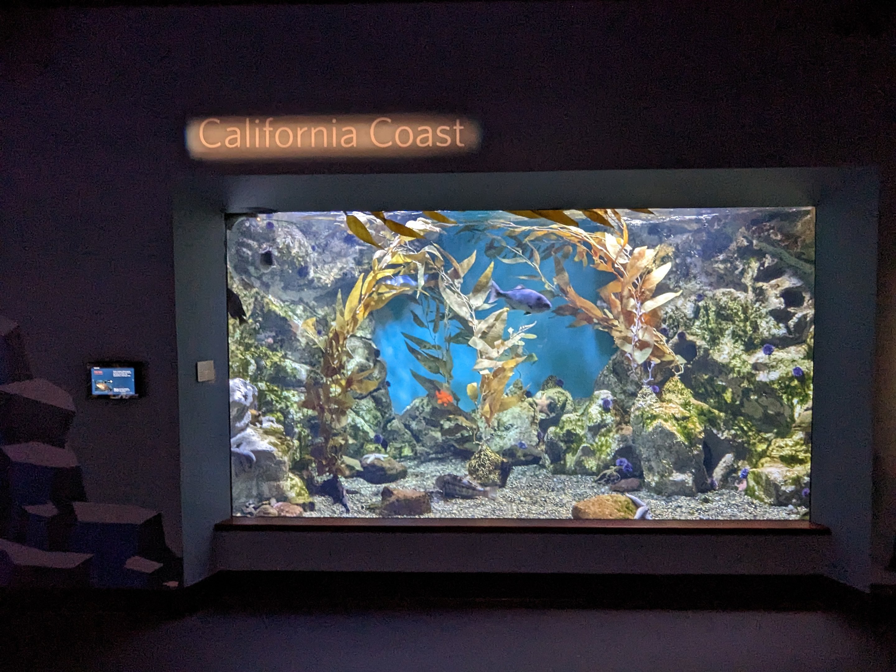 Steinhart Aquarium - California coast
