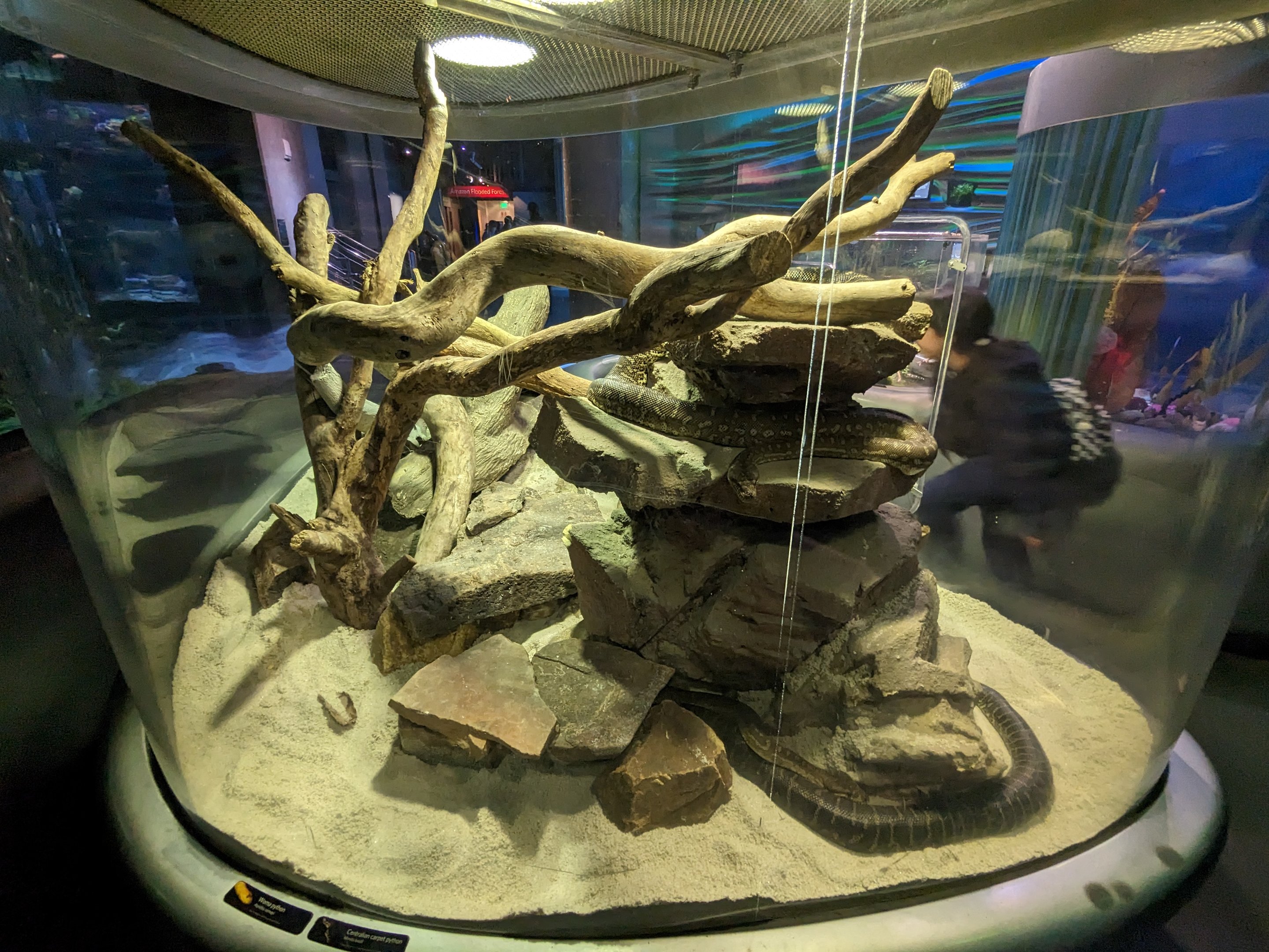Steinhart Aquarium - Carpet python