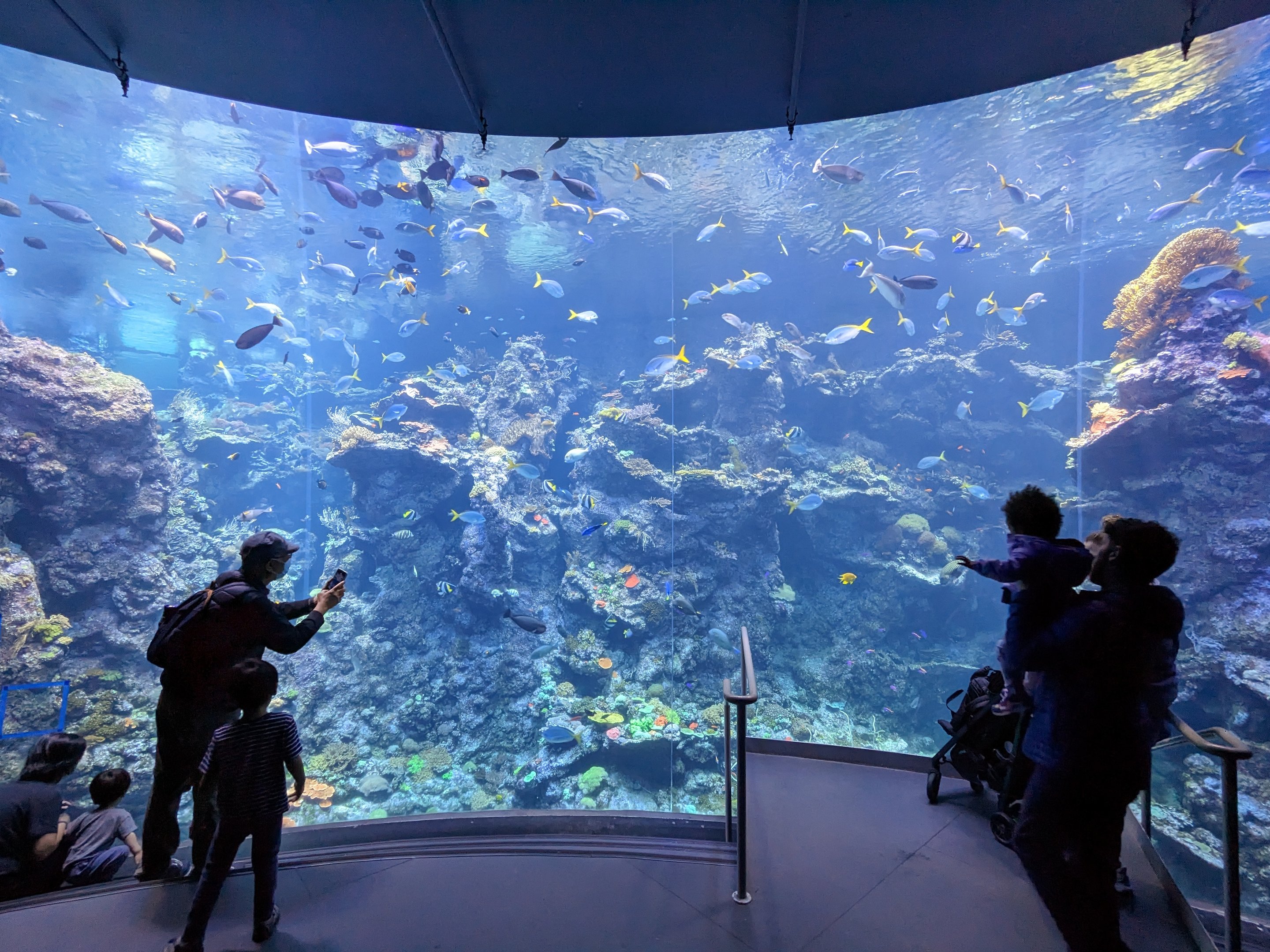 Steinhart Aquarium - coral reef wall