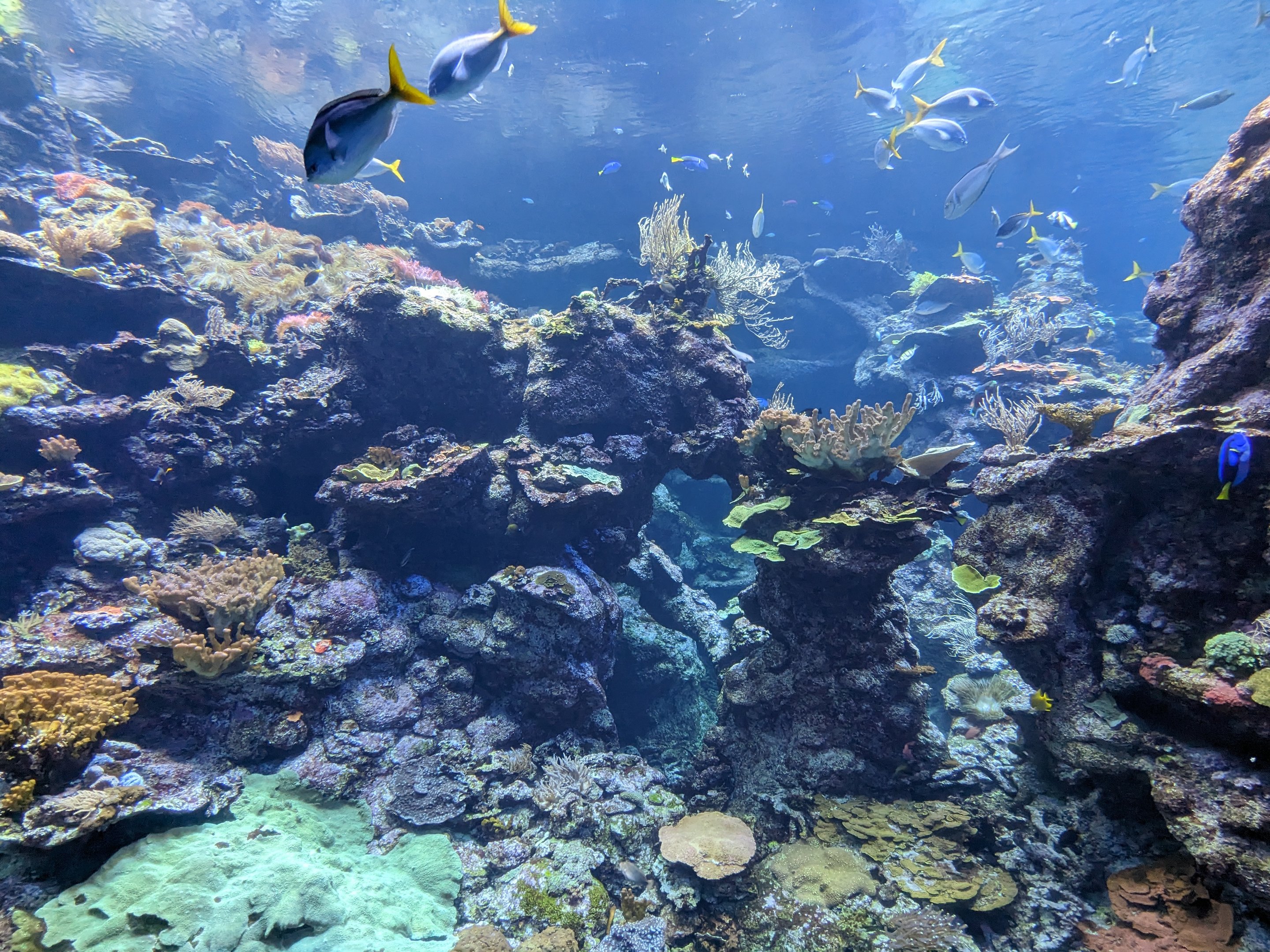Steinhart Aquarium - coral reef wall