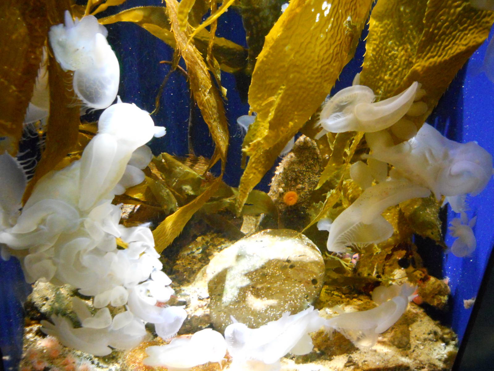 Steinhart Aquarium lion's mane nudibranchs