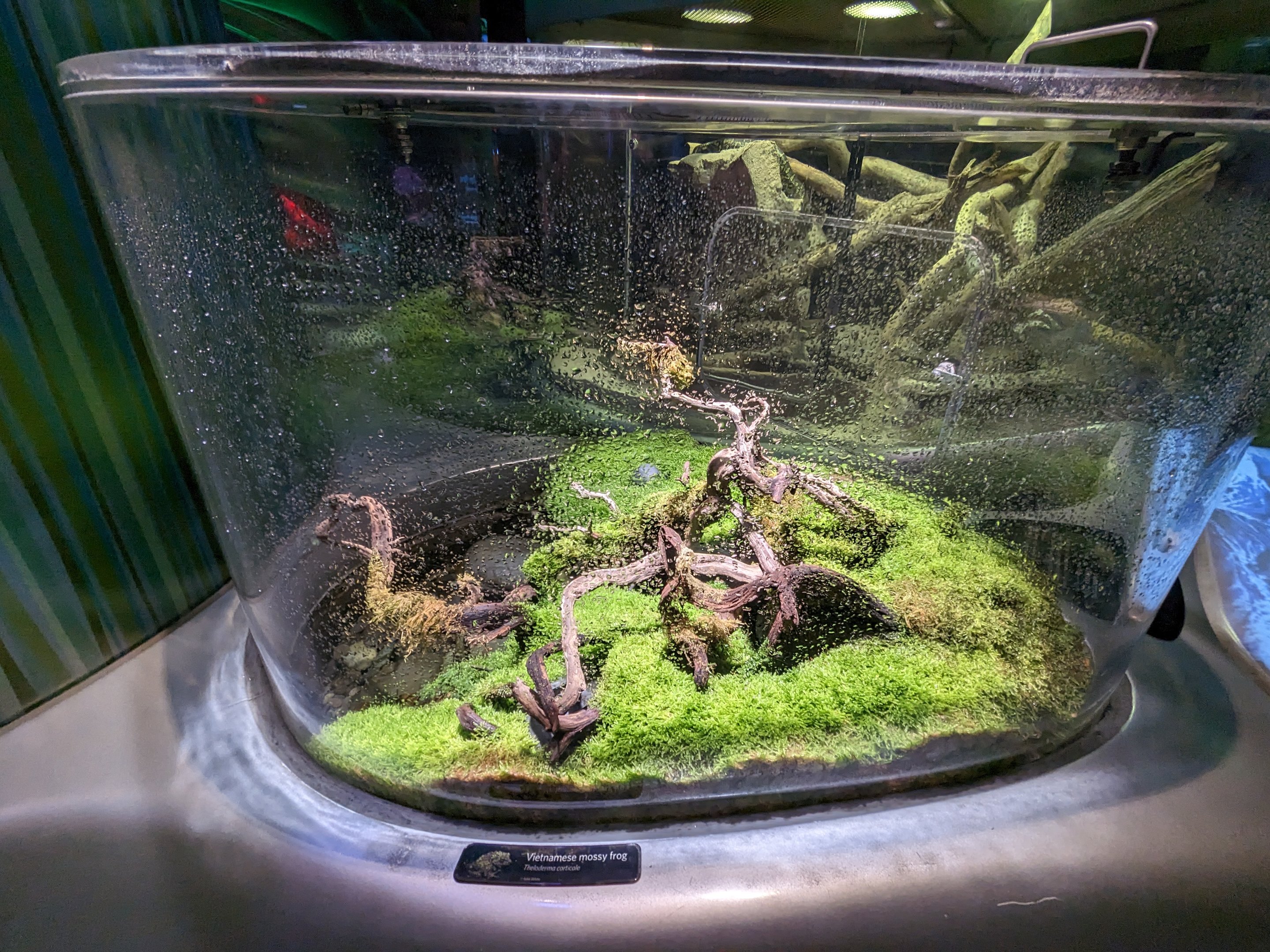 Steinhart Aquarium - Vietnamese mossy frog
