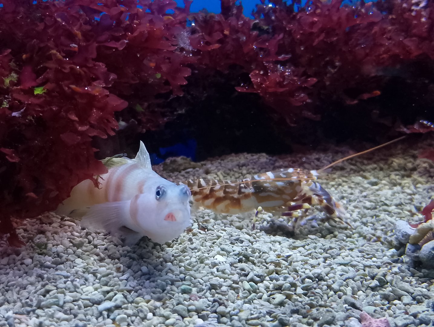 Steinit'z goby and tiger snapping shrimp