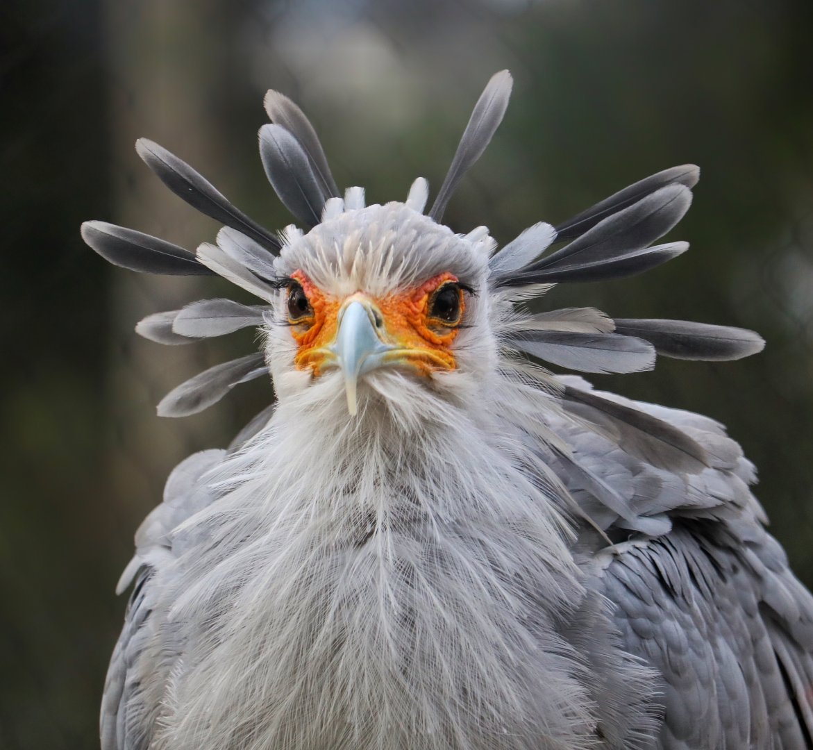 Stella, a female Secretary Bird