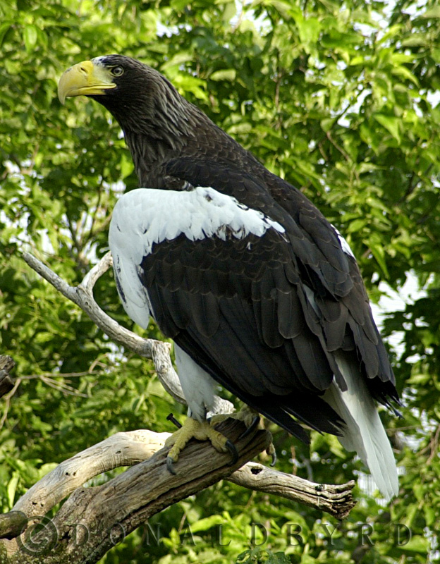 Stella Sea Eagle