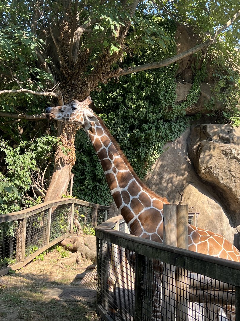 Stella the Giraffe sticking her tongue out