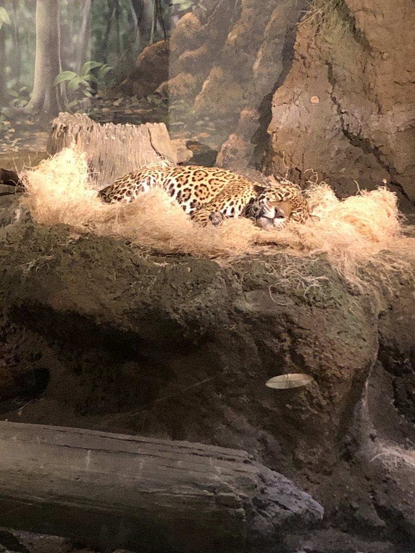 "Stella" the Jaguar