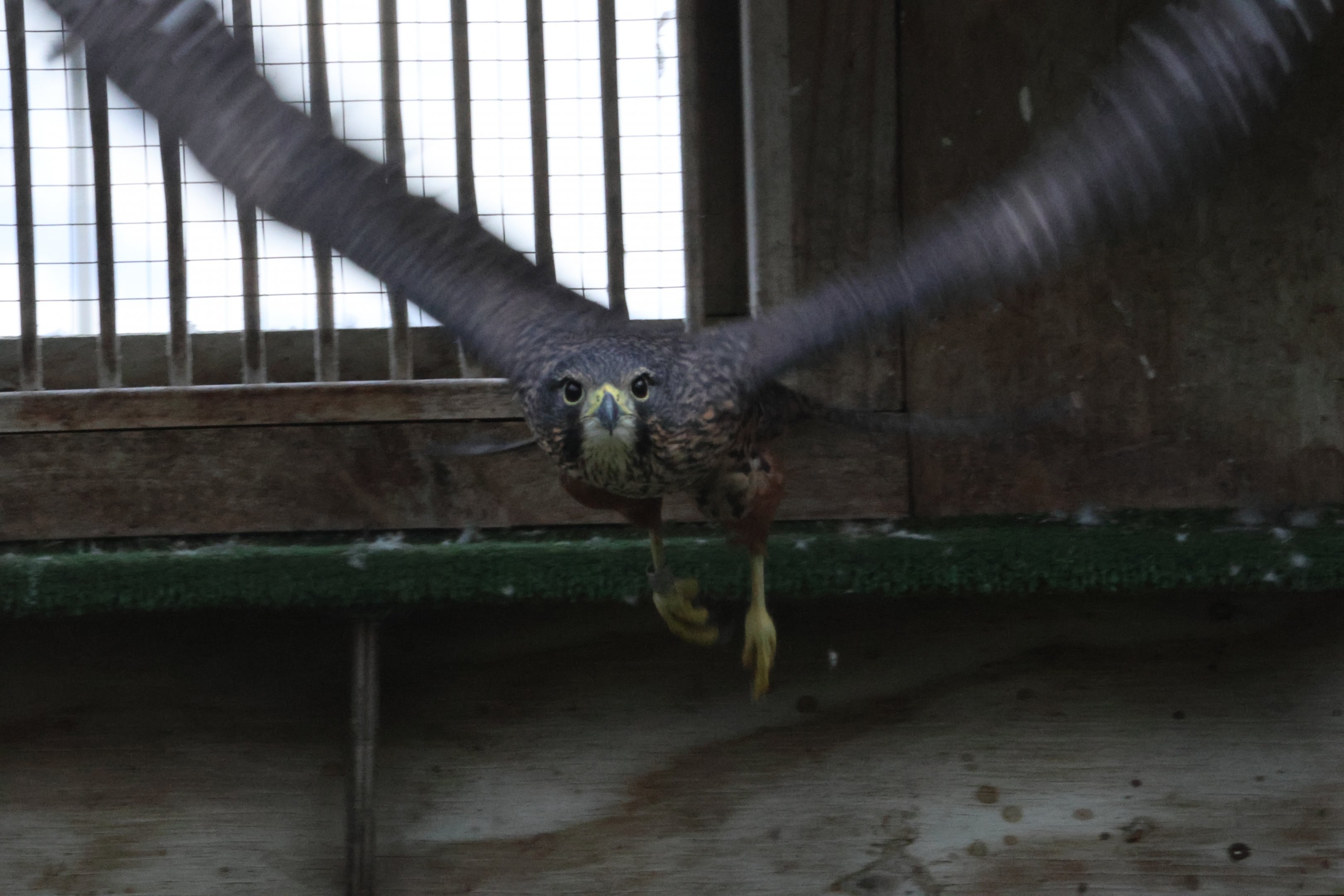 Stella the Kārearea (Falco novaeseelandiae), Kārearea Falcon Trust (Blenheim)