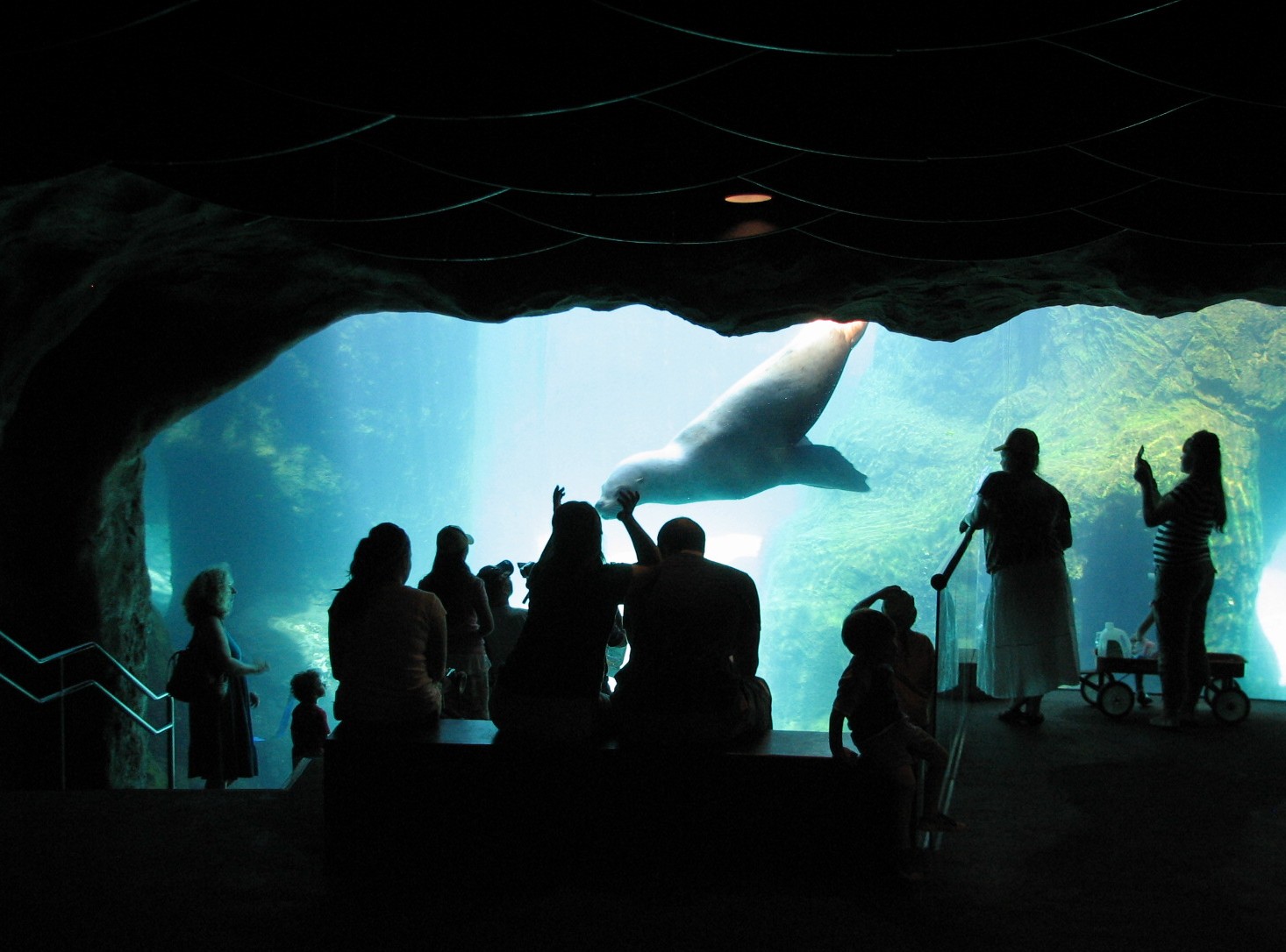 Stellar Cove - Sea Lion Underwater Viewing