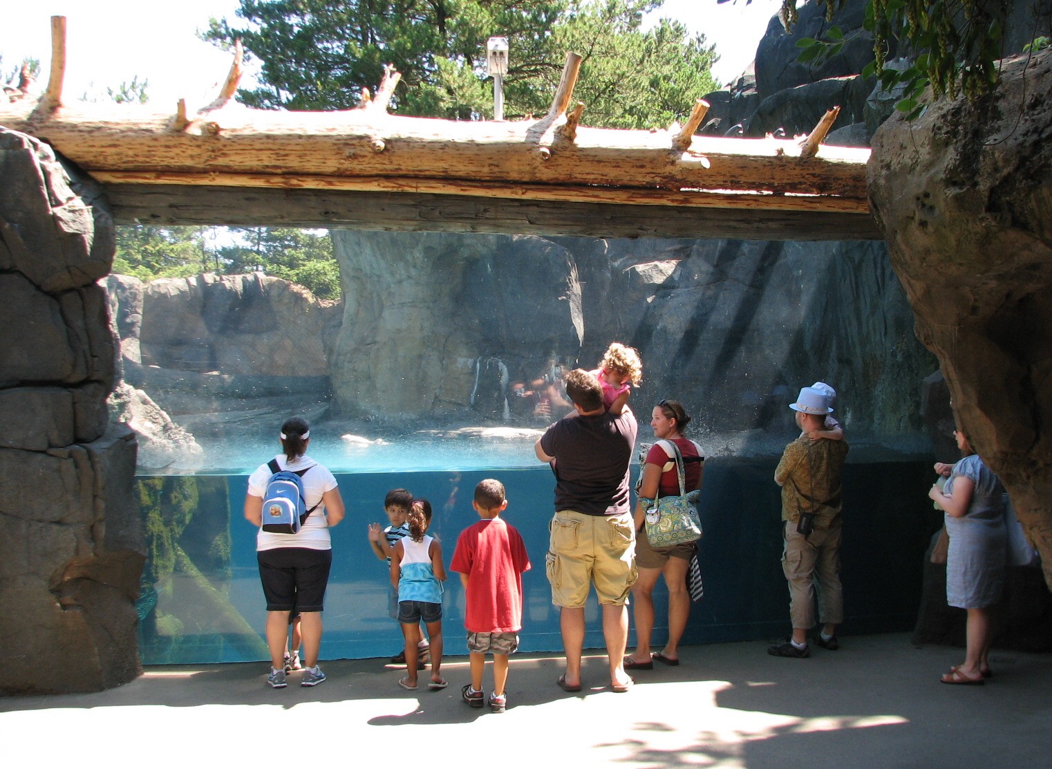 Stellar Cove - Sea Otter Exhibit