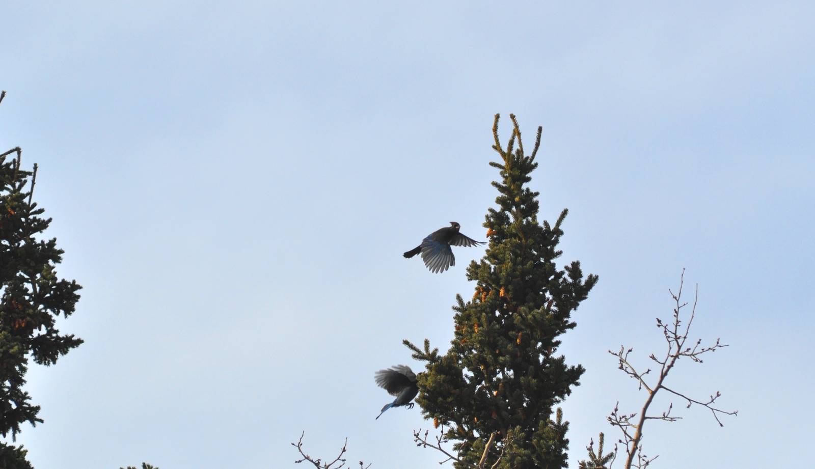Stellar Jays - Alaska (Rabbit Creek)
