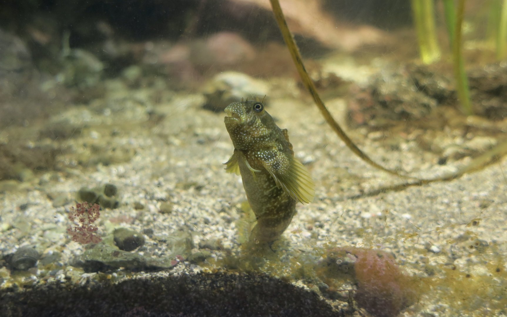 Stellar Rockskipper (Entomacrodus stellifer)