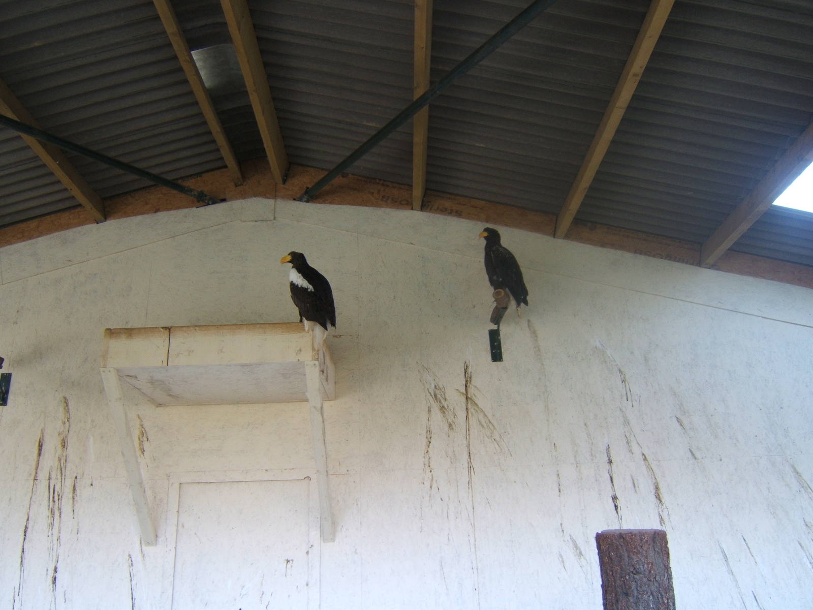 Stellar`s Sea Eagle`s