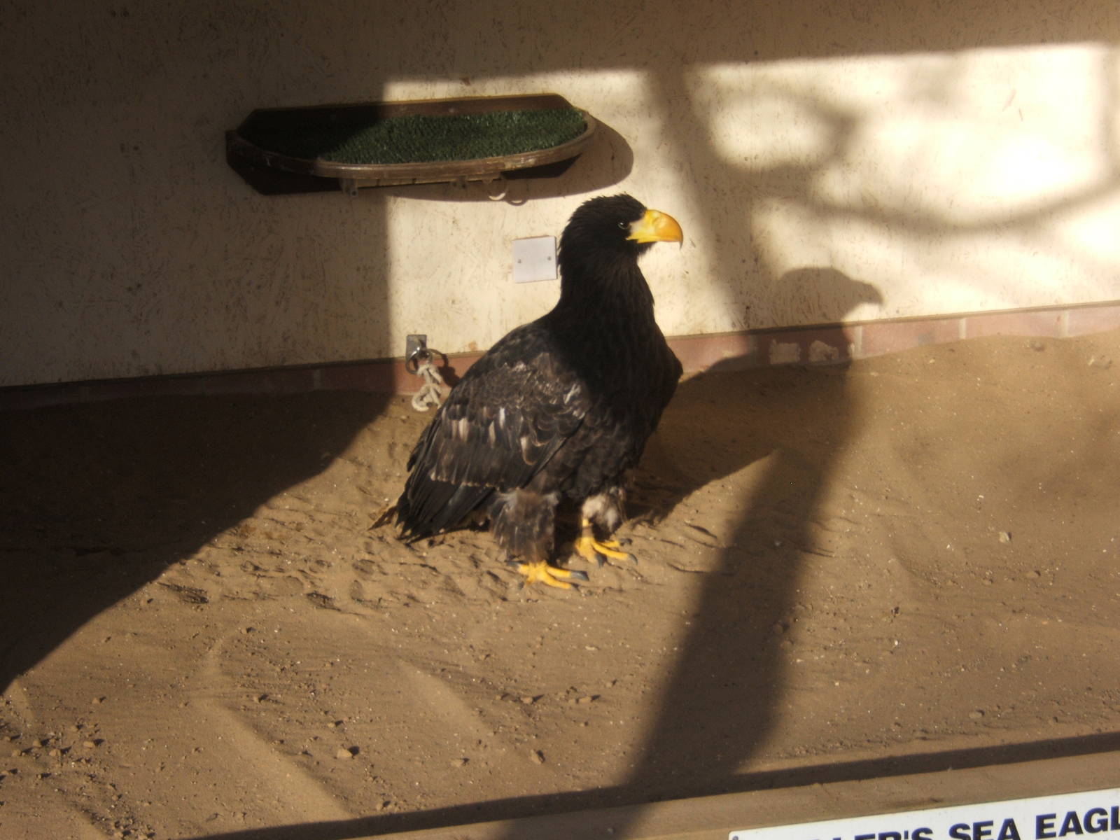 Stellar`s Sea Eagle