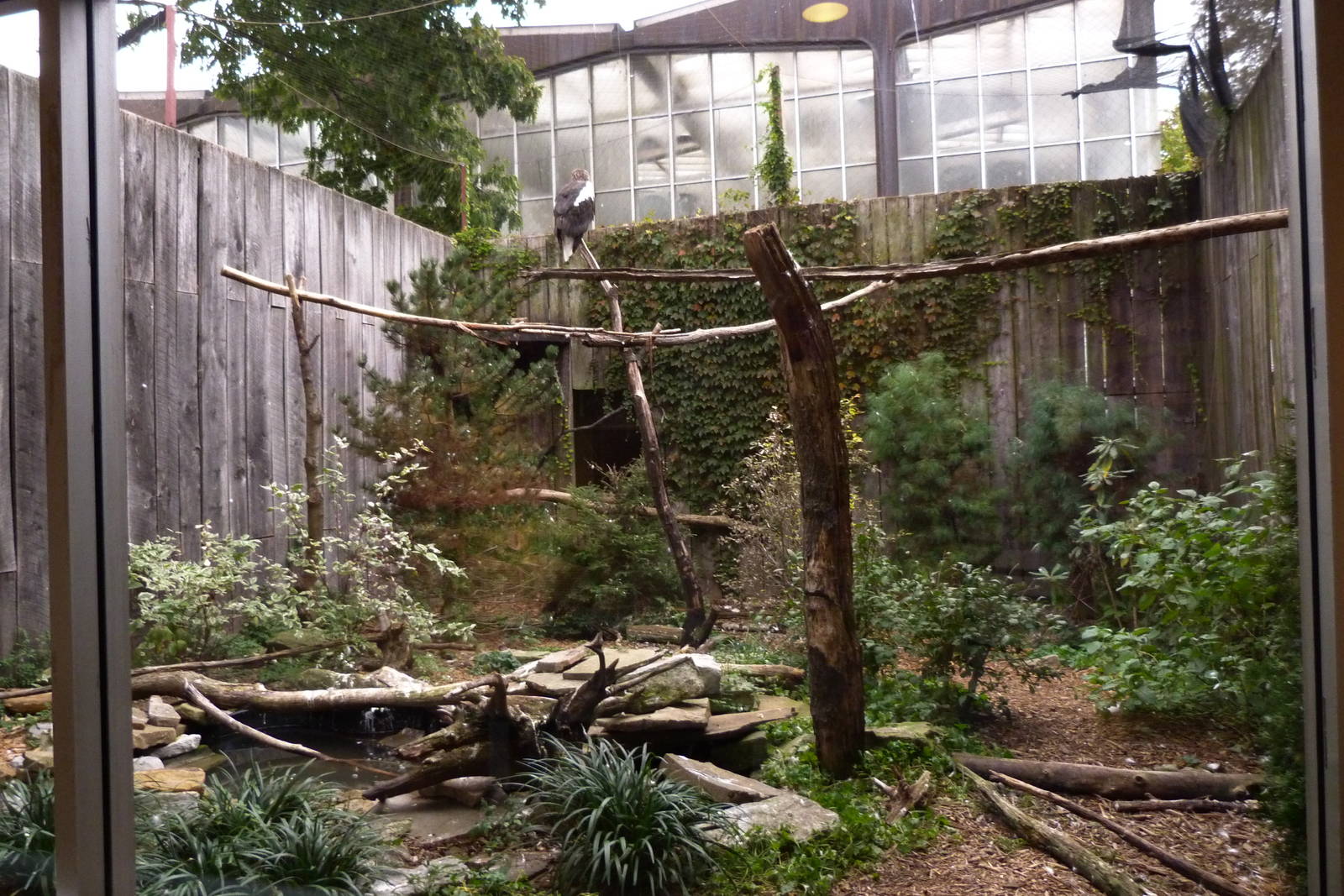 Stellar Sea Eagle Exhibit 10-12-12