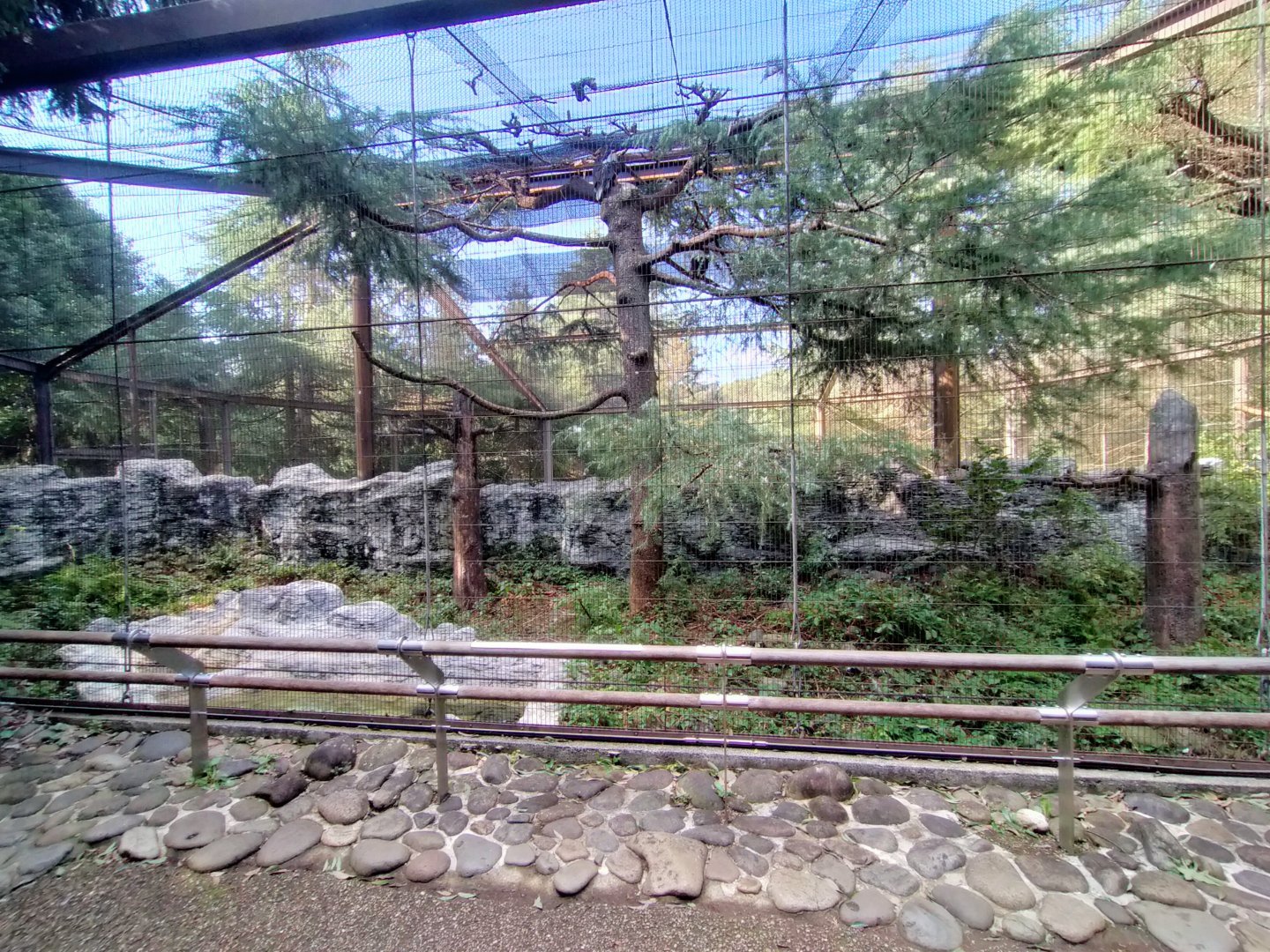 Stellar sea eagle exhibit
