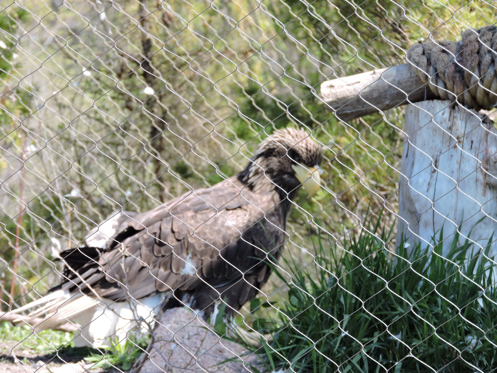 Stellar Sea Eagle - Zakhar