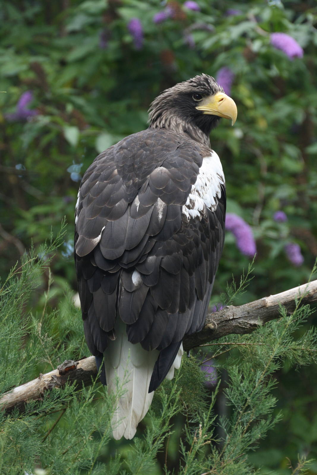 Stellar Sea Eagle